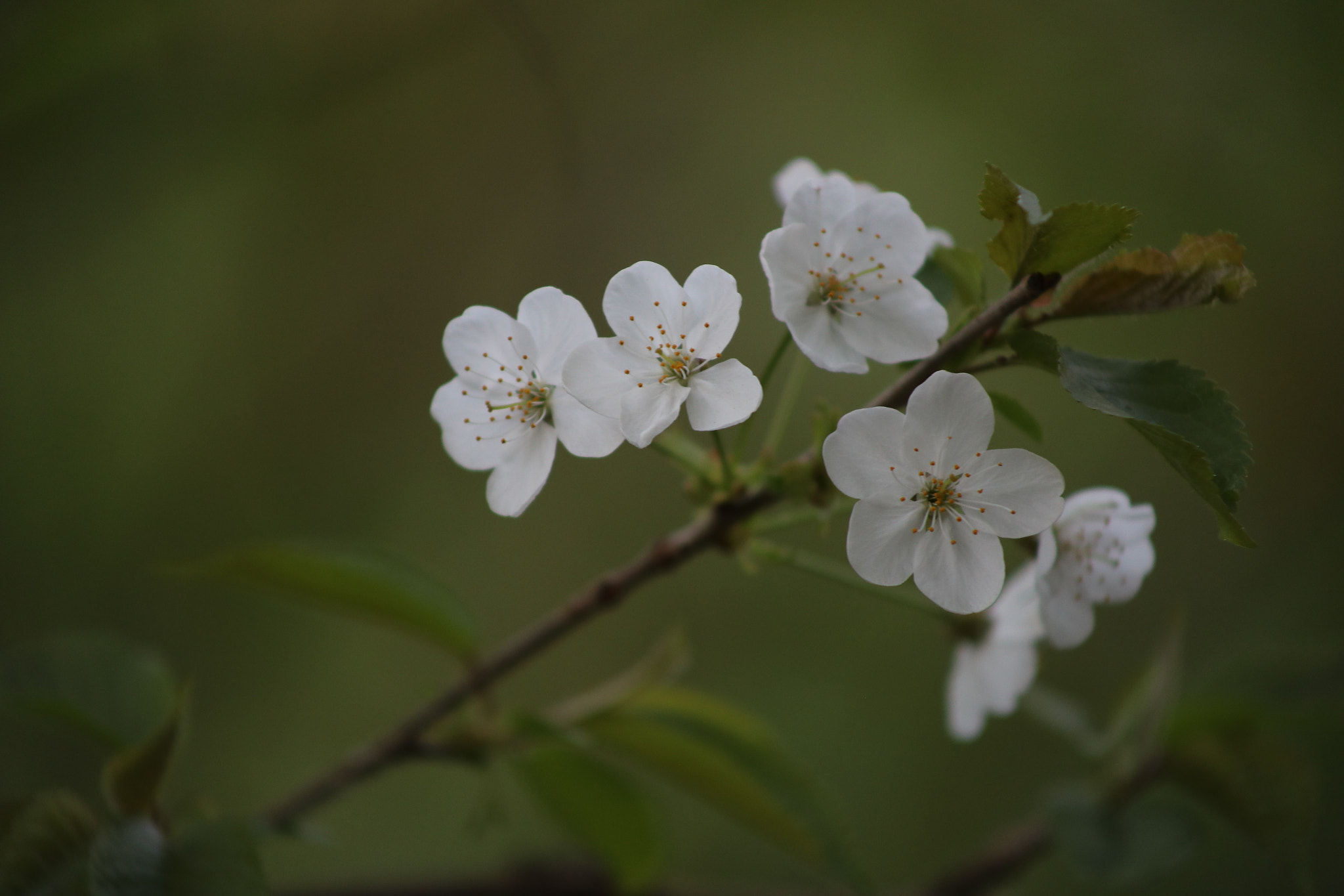 Canon EF 75-300mm f/4-5.6 USM sample photo. Spring photography