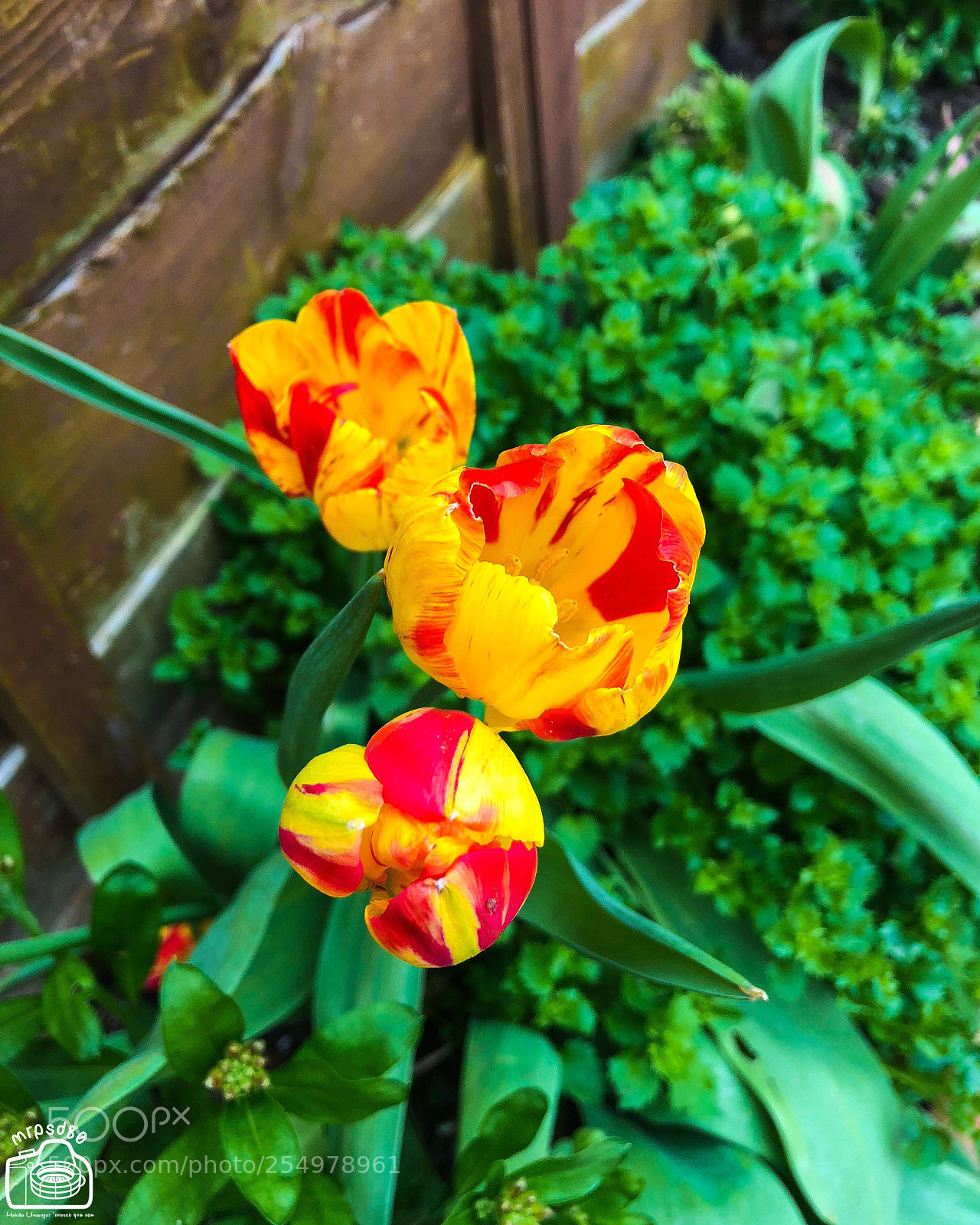 Apple iPhone 8 sample photo. T is for ... tulips  photography