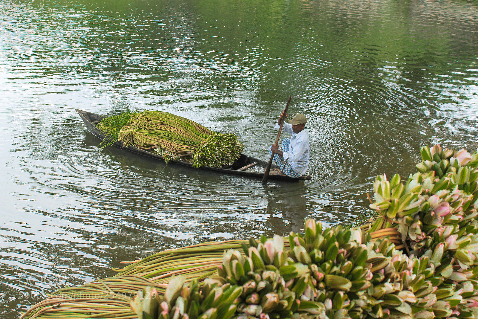 Canon EOS 600D (Rebel EOS T3i / EOS Kiss X5) sample photo. Waterlily market photography