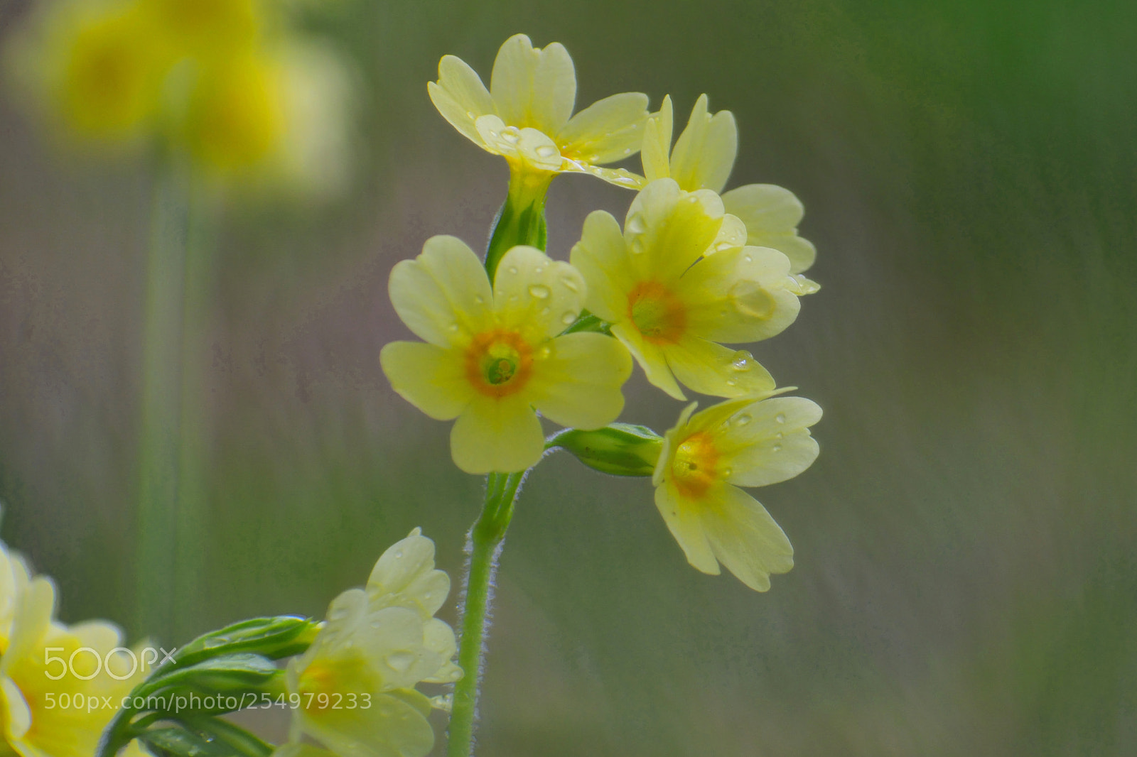 Nikon D3300 sample photo. Primula montana photography
