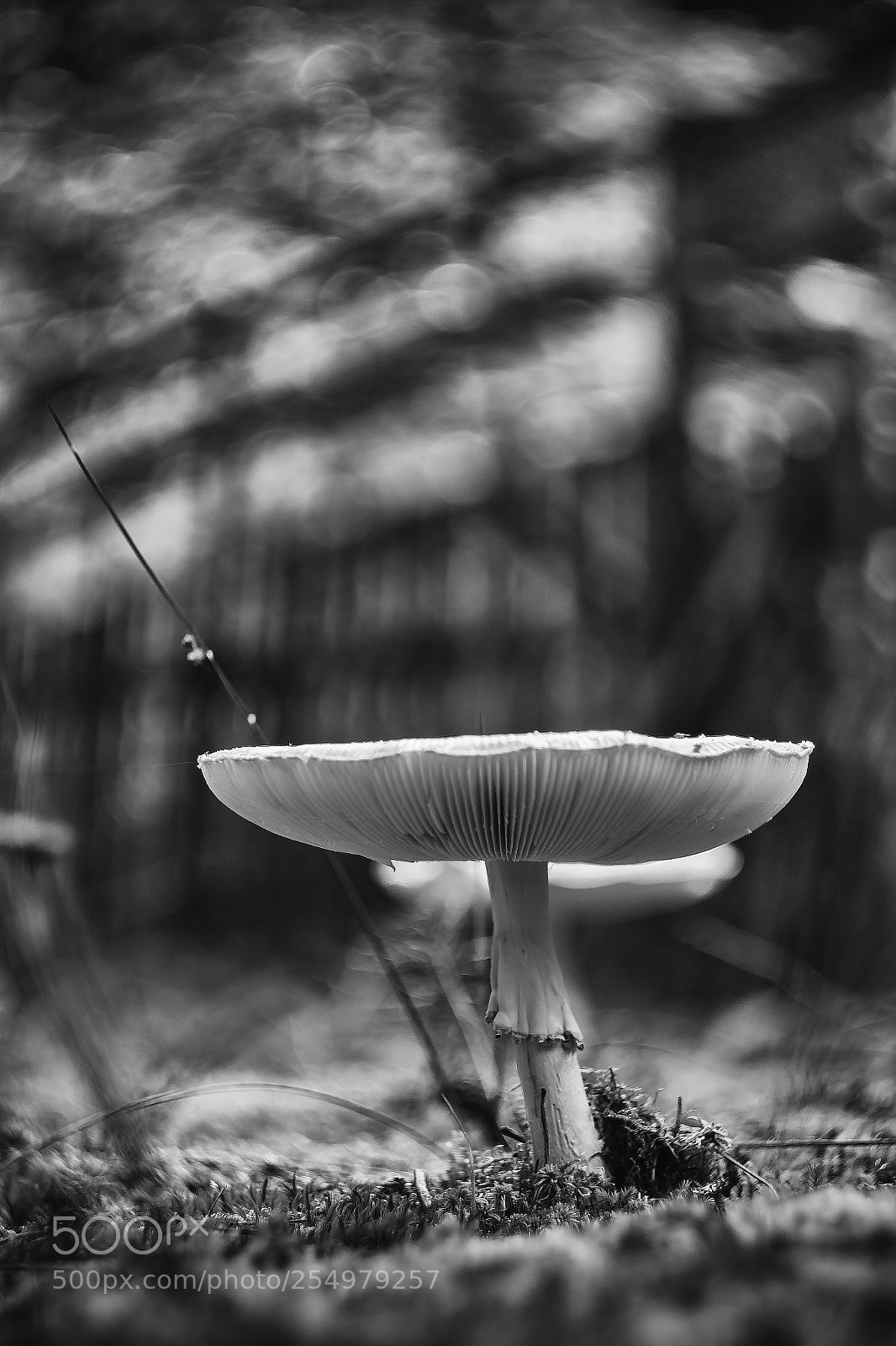 Canon EOS 70D sample photo. ... photography