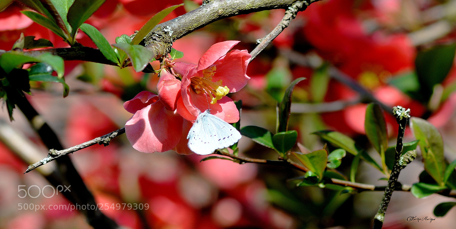 Nikon D610 sample photo. Printemps... photography