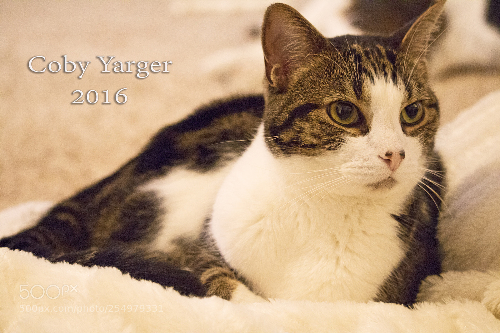 Canon EOS 750D (EOS Rebel T6i / EOS Kiss X8i) sample photo. Man of the house
 photography