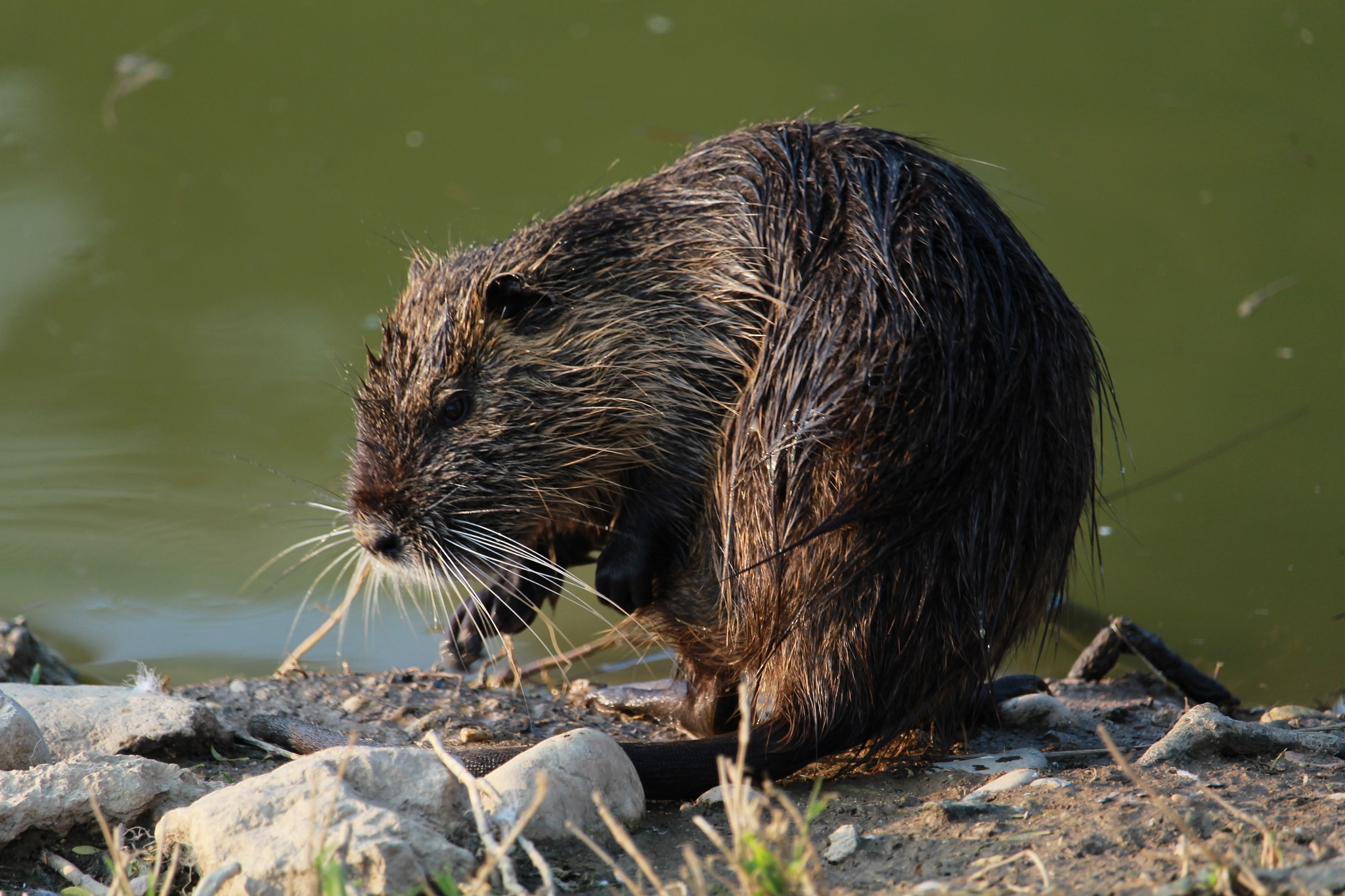 Canon EF-S 55-250mm F4-5.6 IS STM sample photo. Nutria on the riverside photography