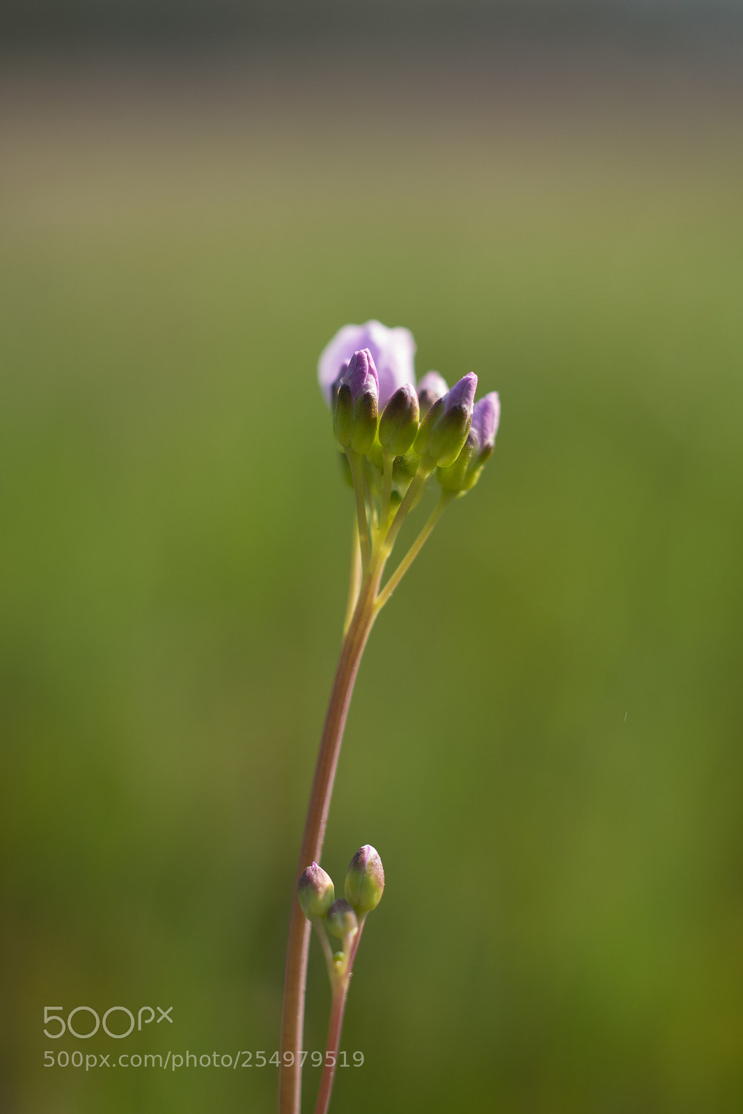 Pentax K-3 II sample photo. Spring is in the photography