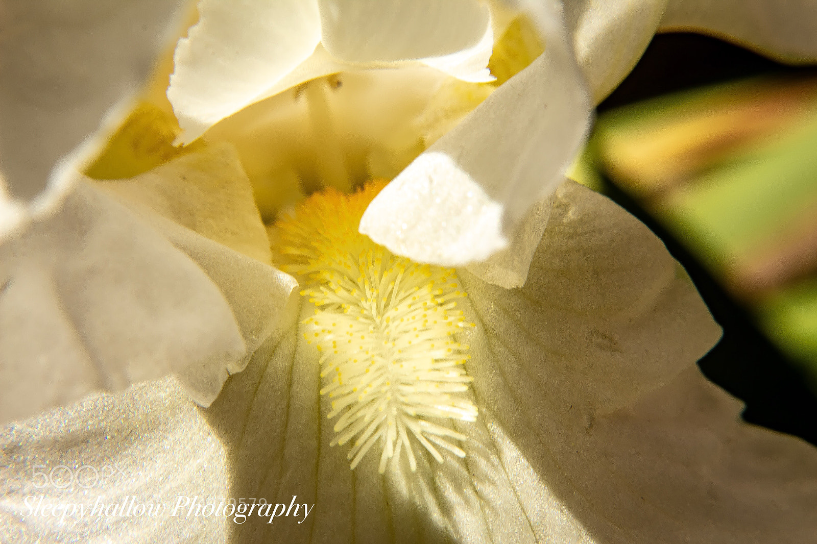 Canon EOS 1300D (EOS Rebel T6 / EOS Kiss X80) sample photo. Shades of cream and photography