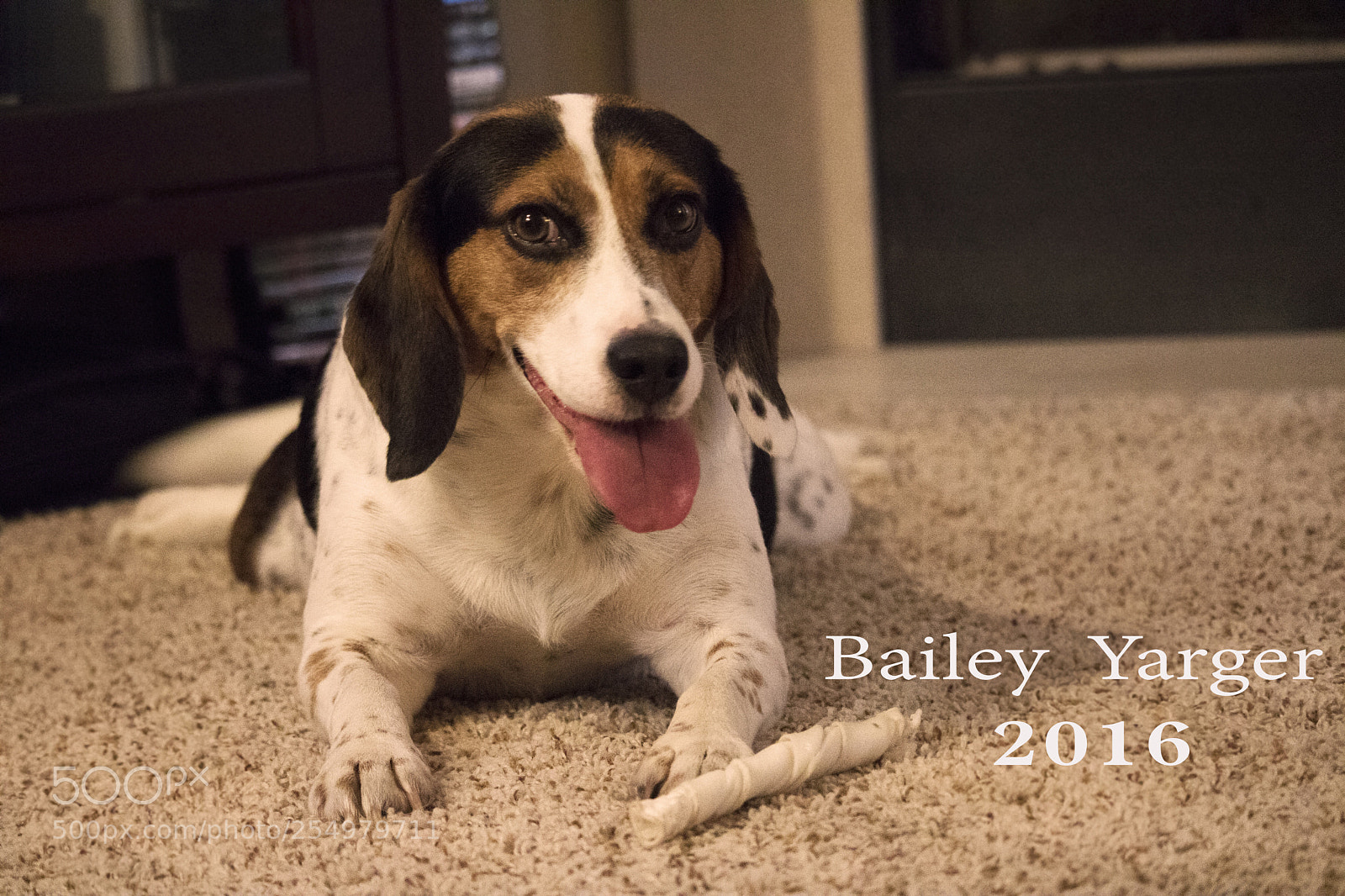 Canon EOS 750D (EOS Rebel T6i / EOS Kiss X8i) sample photo. Lady of the house
 photography