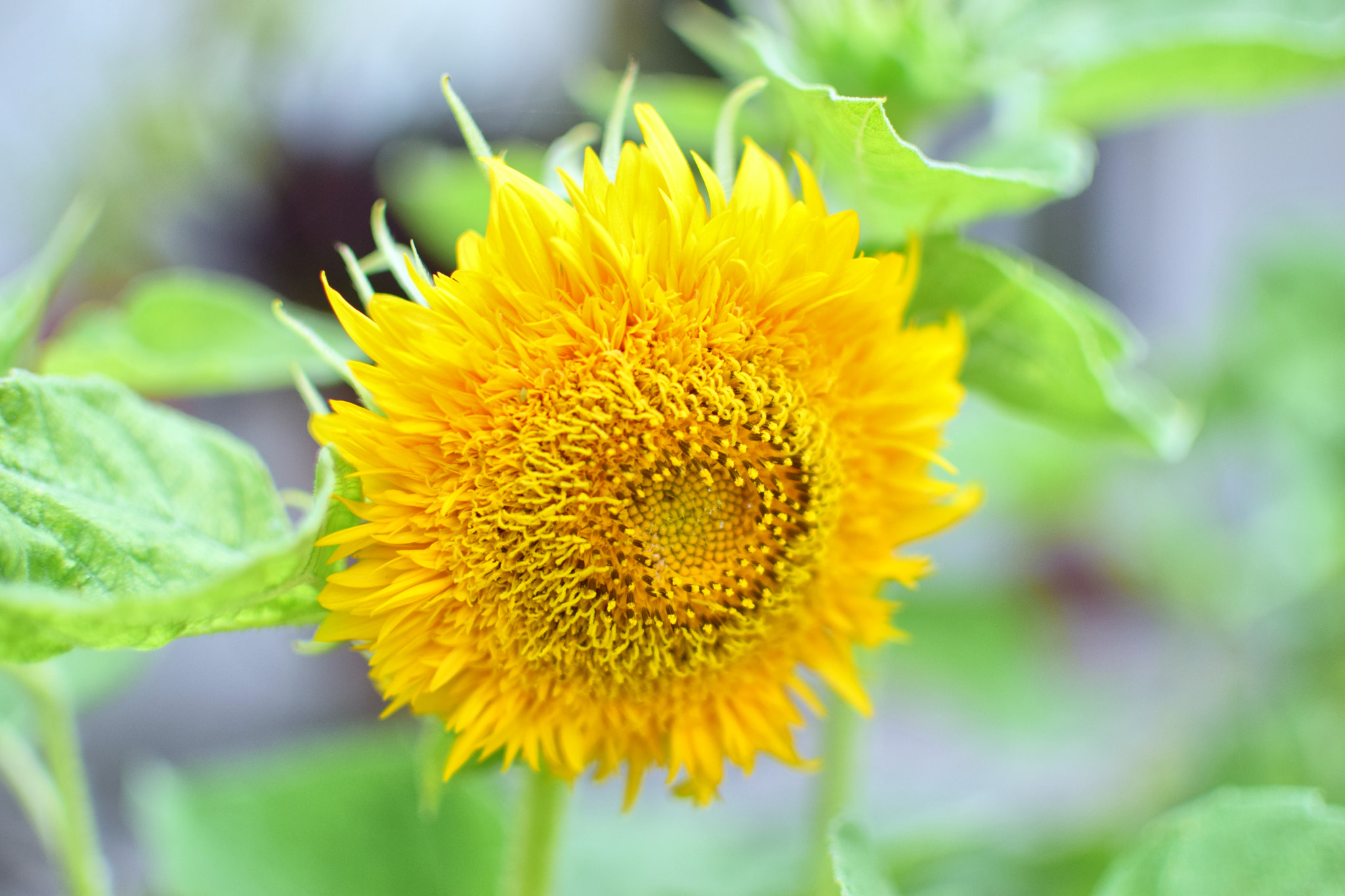 Nikon D5300 + Nikon AF-S DX Nikkor 35mm F1.8G sample photo. Yellow flower photography