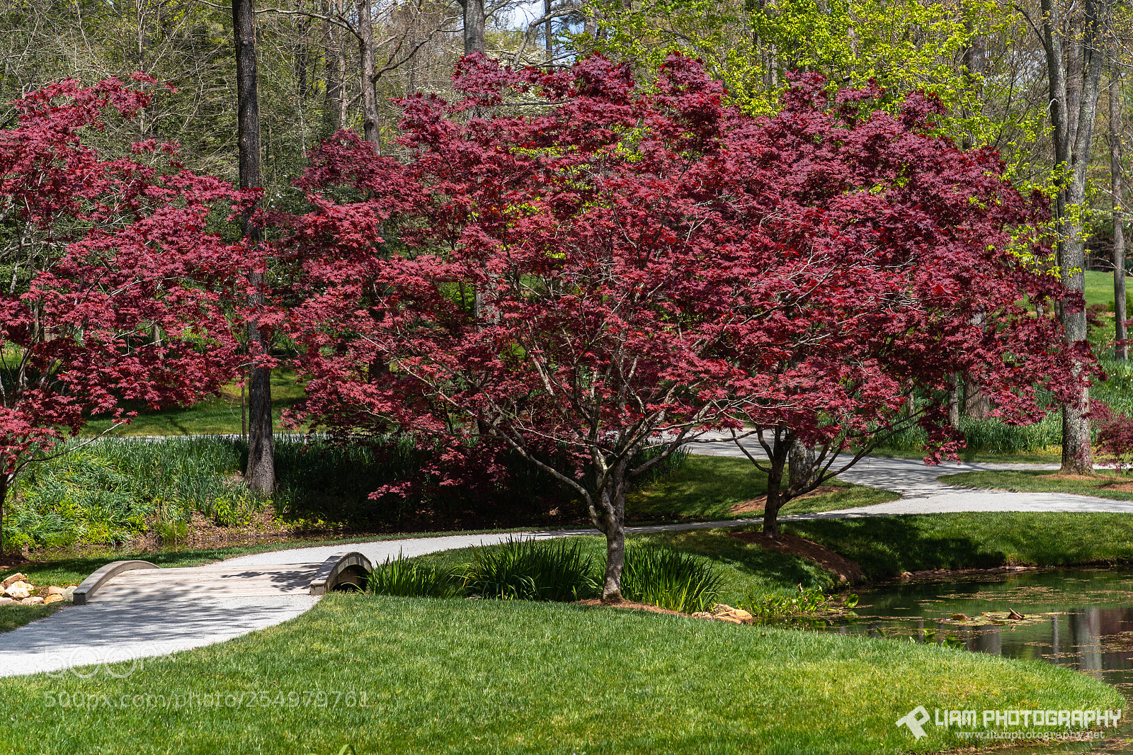 Canon EOS-1D X Mark II sample photo. Path through japanese maples photography