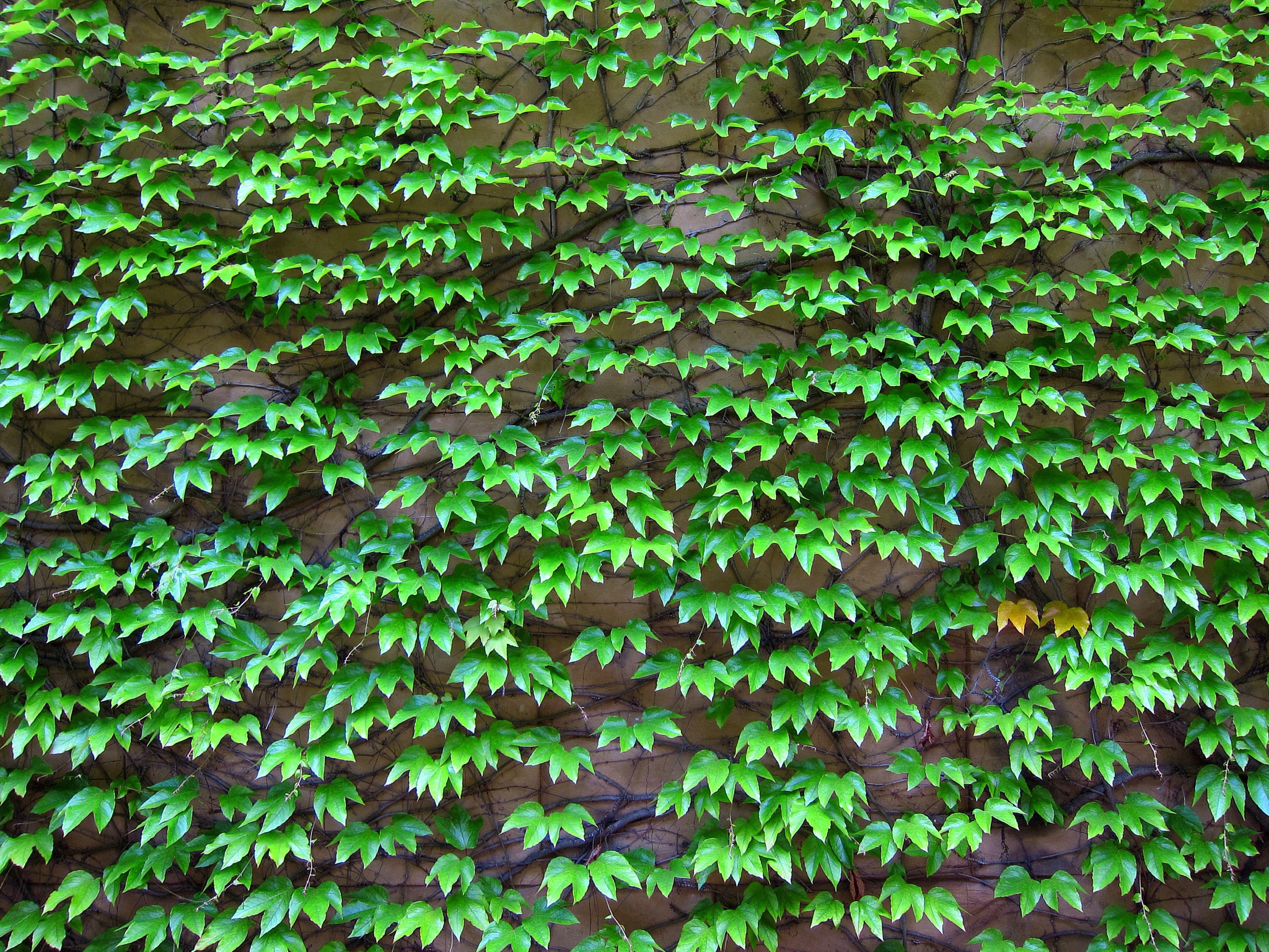 Canon PowerShot S95 sample photo