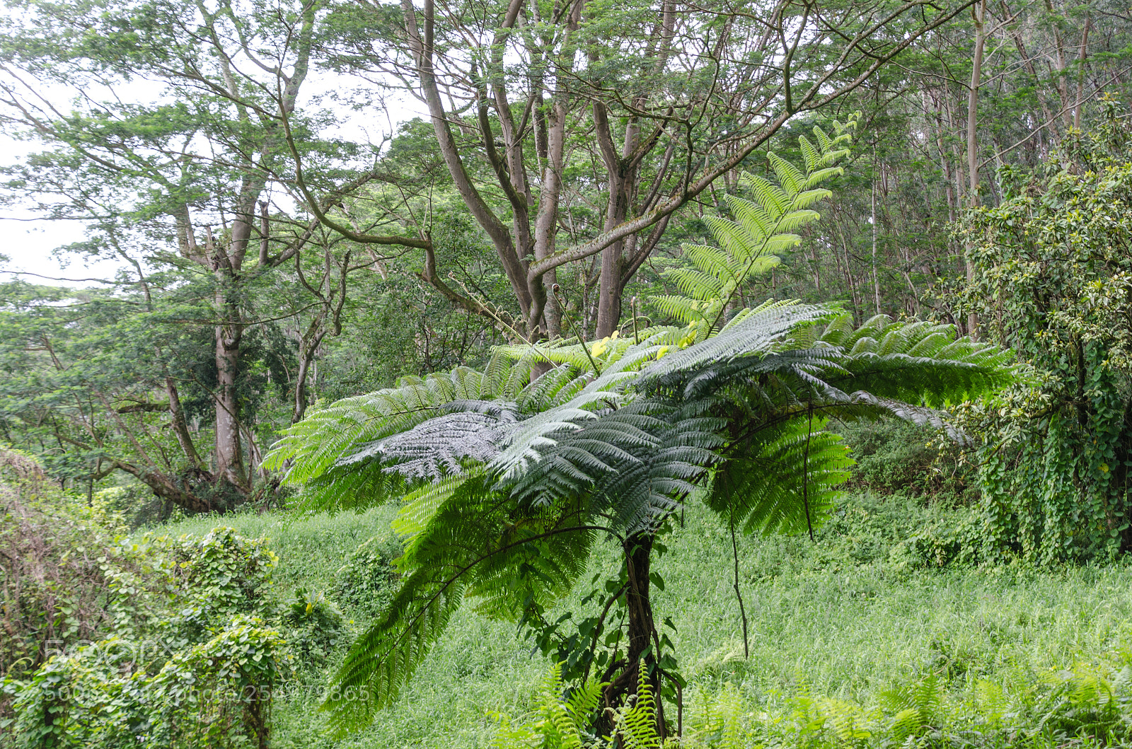 Nikon D7000 sample photo. Fern photography