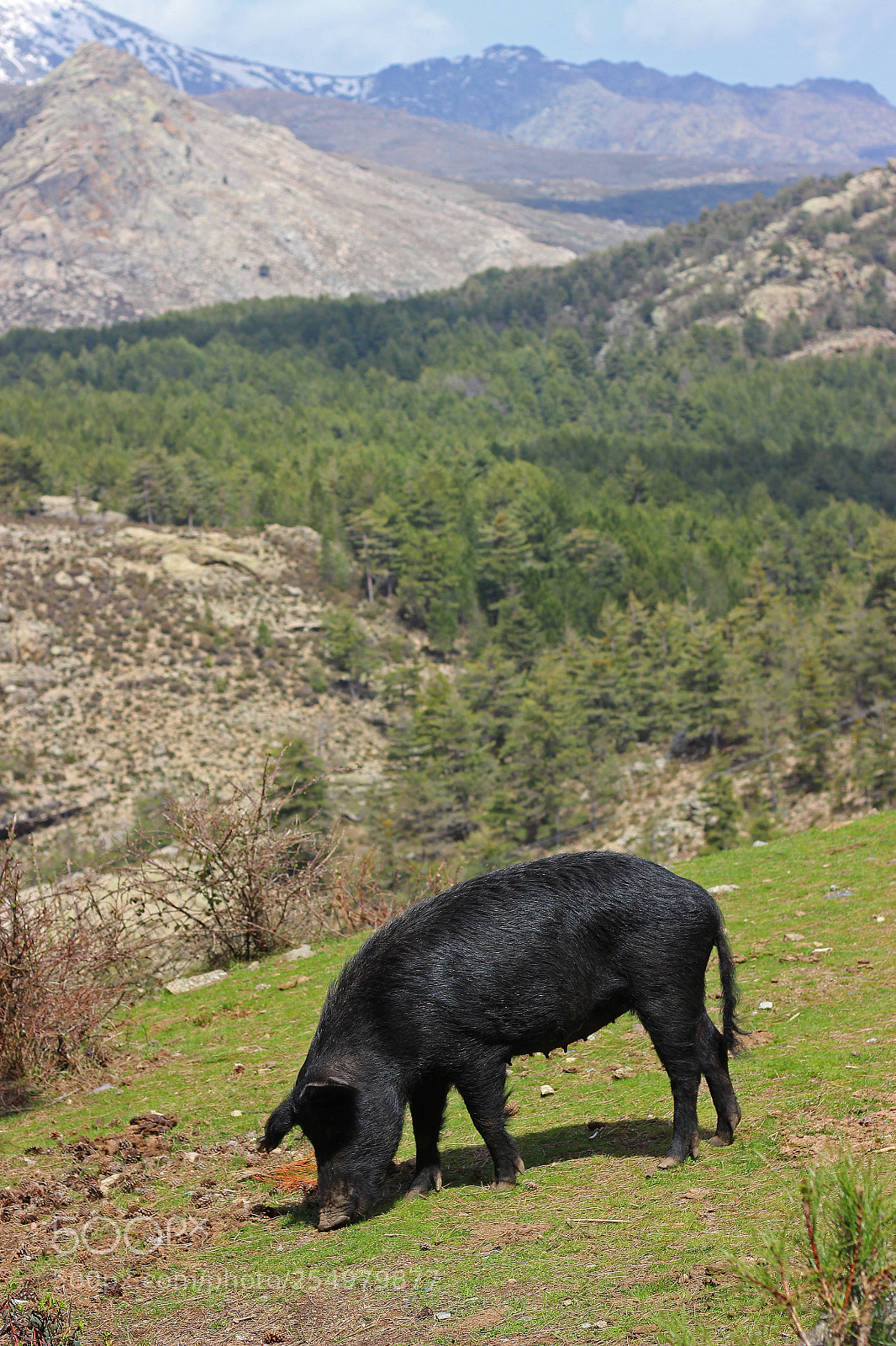 Canon EOS 700D (EOS Rebel T5i / EOS Kiss X7i) sample photo. Le cochon libre photography