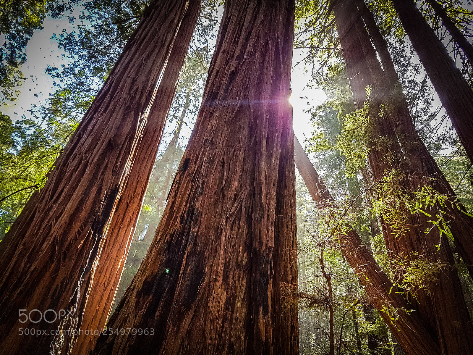 Samsung Galaxy S7 Edge sample photo. Giant redwood trees photography