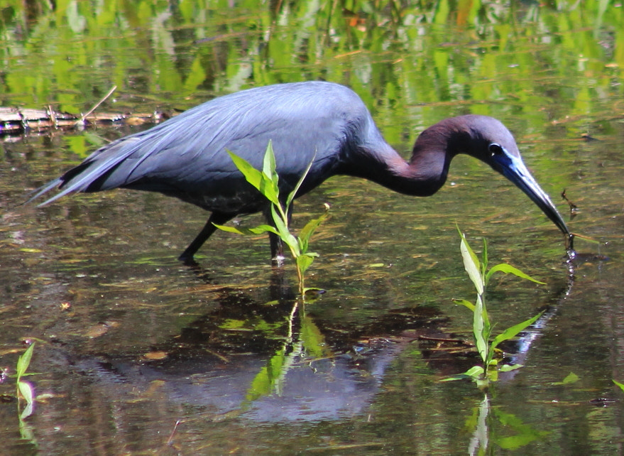 Canon EF 75-300mm f/4-5.6 sample photo. Little blue heron photography