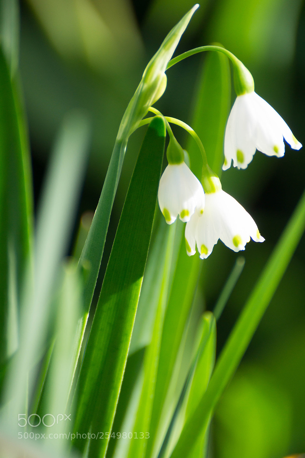 Sony SLT-A58 sample photo. Little white flower photography