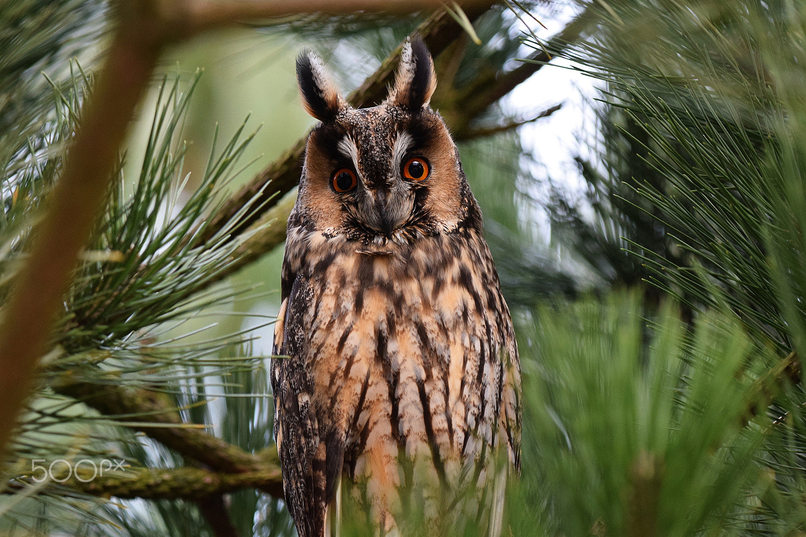 Nikon D5300 + Sigma 150-600mm F5-6.3 DG OS HSM | C sample photo. Long-eared-owl photography