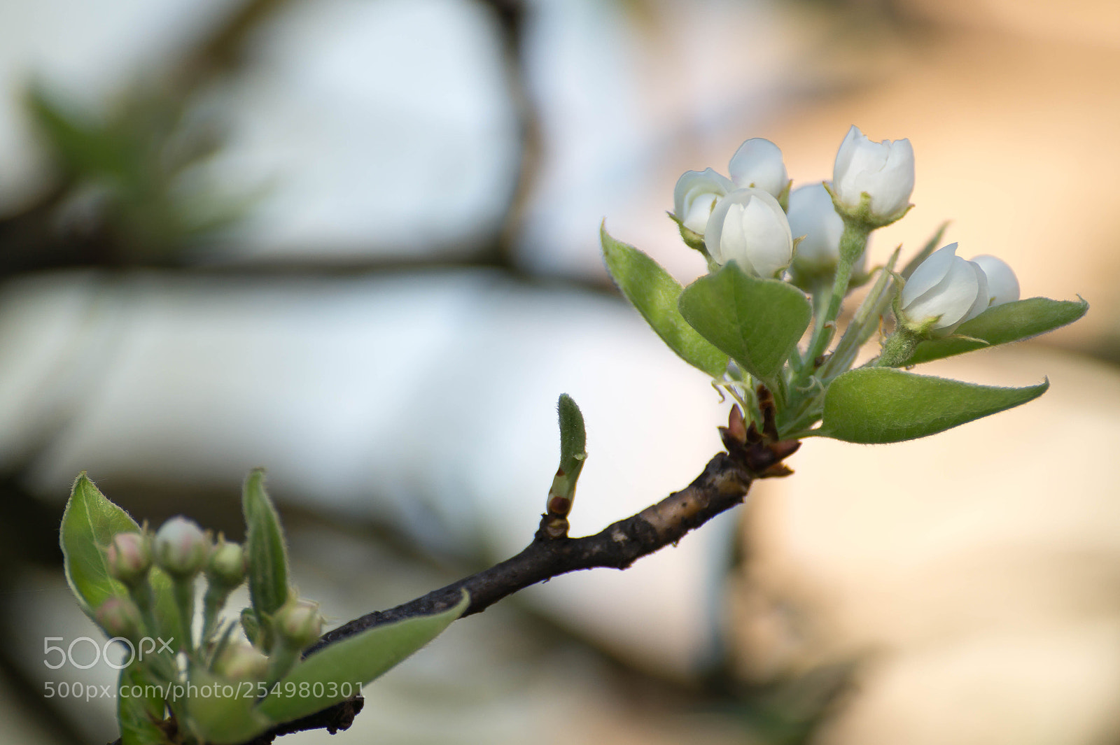 Sony SLT-A58 sample photo. Fruit tree blooming photography