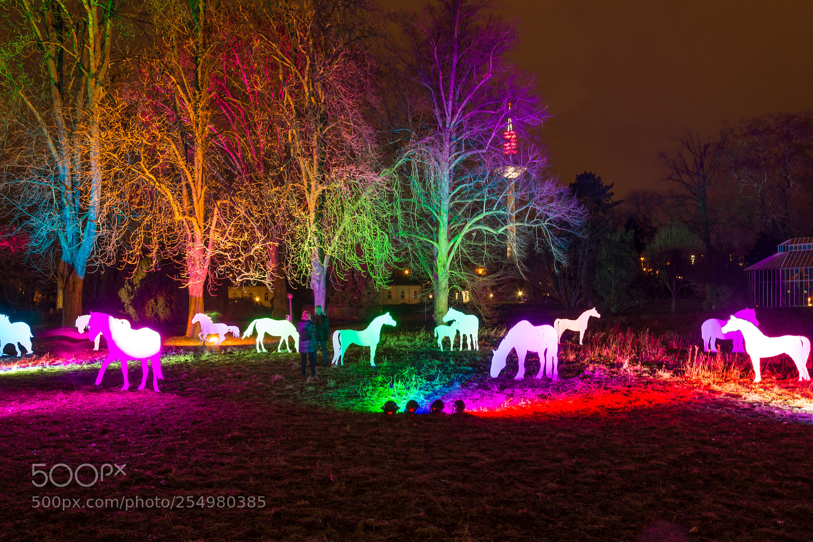 Nikon D7200 sample photo. Palmengarten frankfurt winter light photography