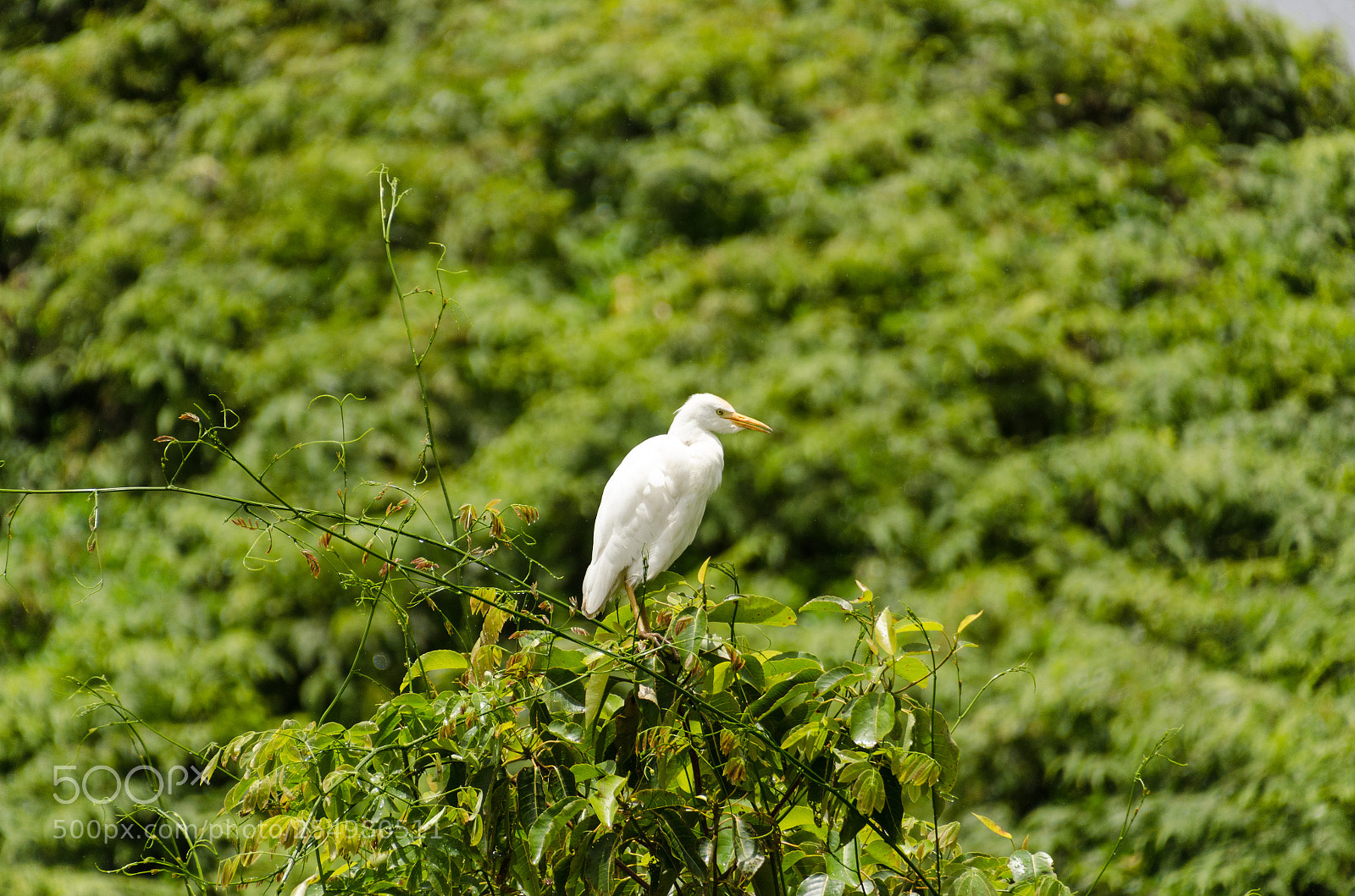 Nikon D7000 sample photo. Egret photography