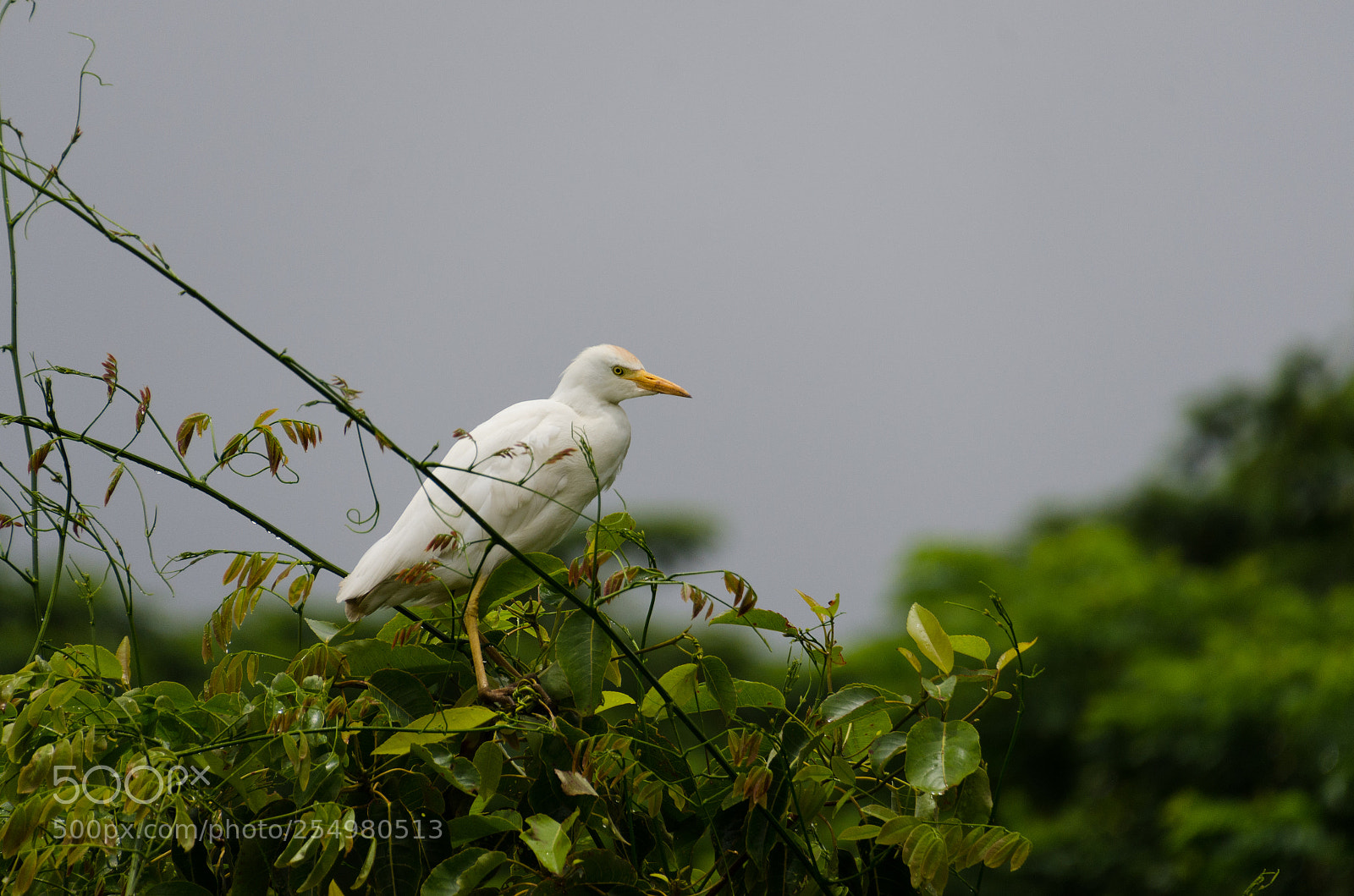 Nikon D7000 sample photo. Egret photography