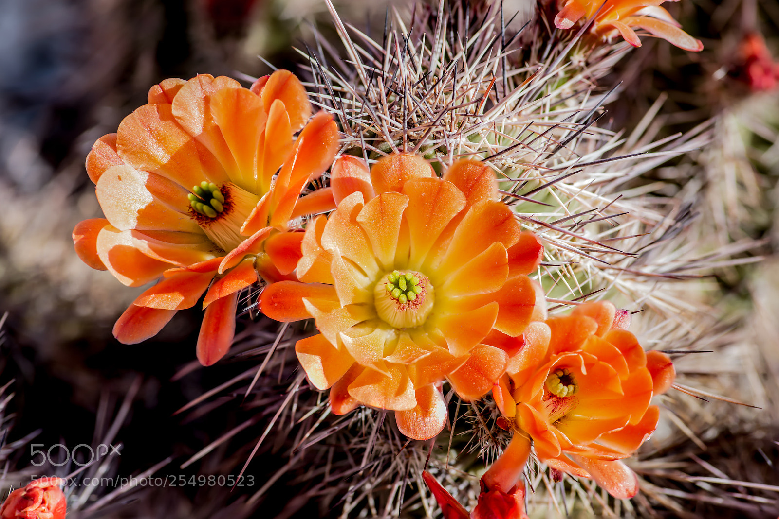Nikon D810 sample photo. Claret cup cactus flower photography