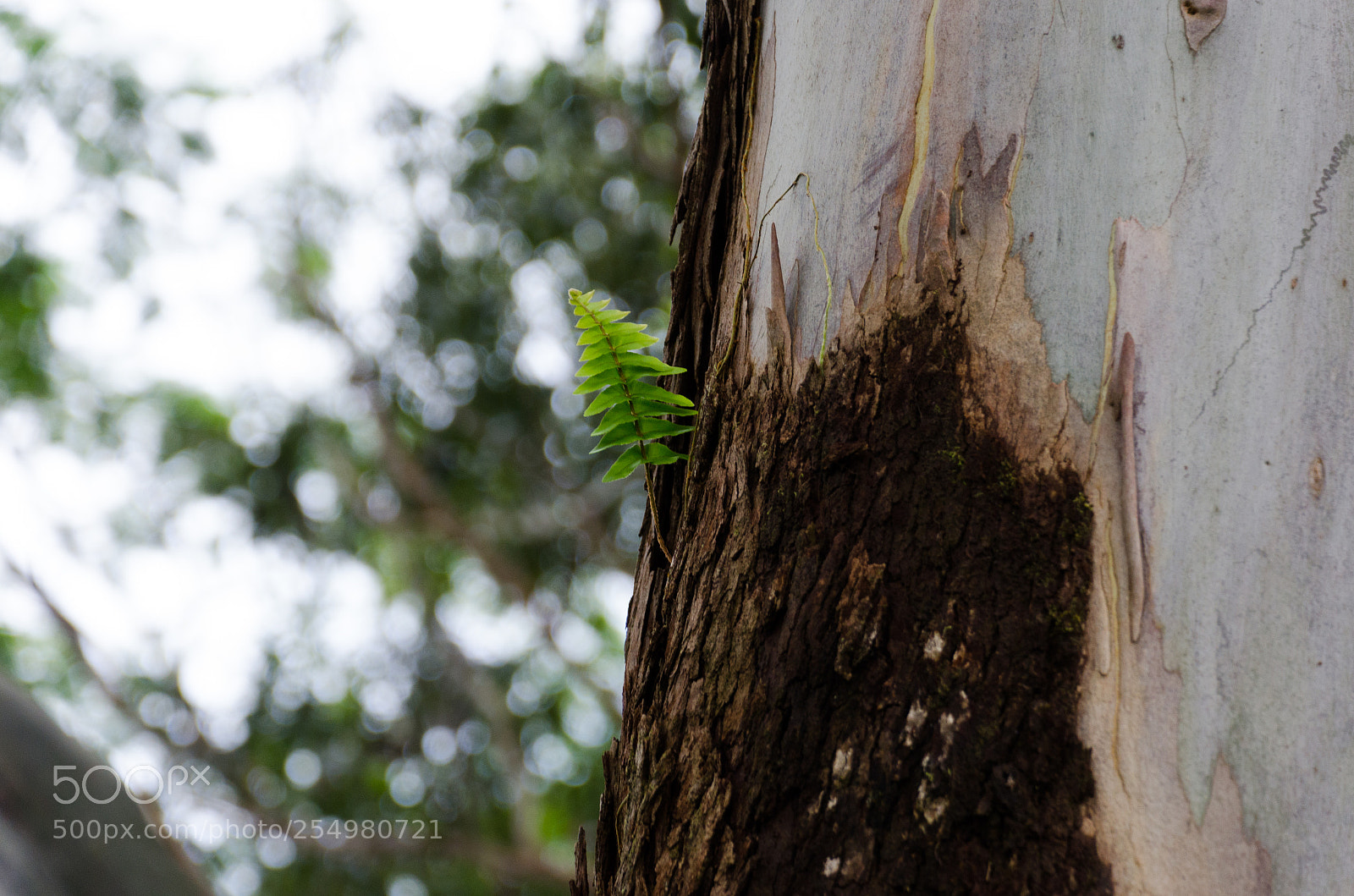 Nikon D7000 sample photo. Fern on a tree photography