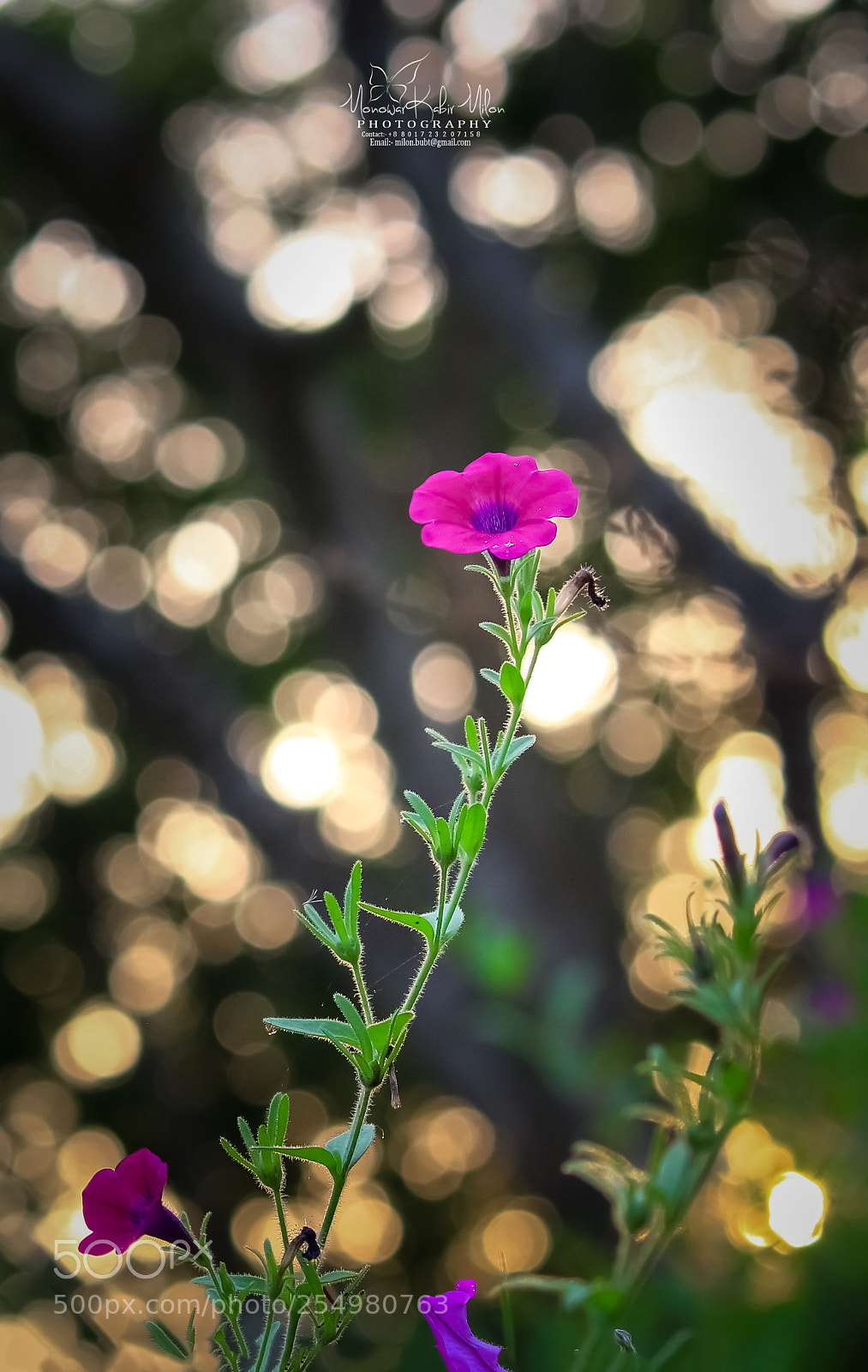 Canon EOS 700D (EOS Rebel T5i / EOS Kiss X7i) sample photo. Untitled photography