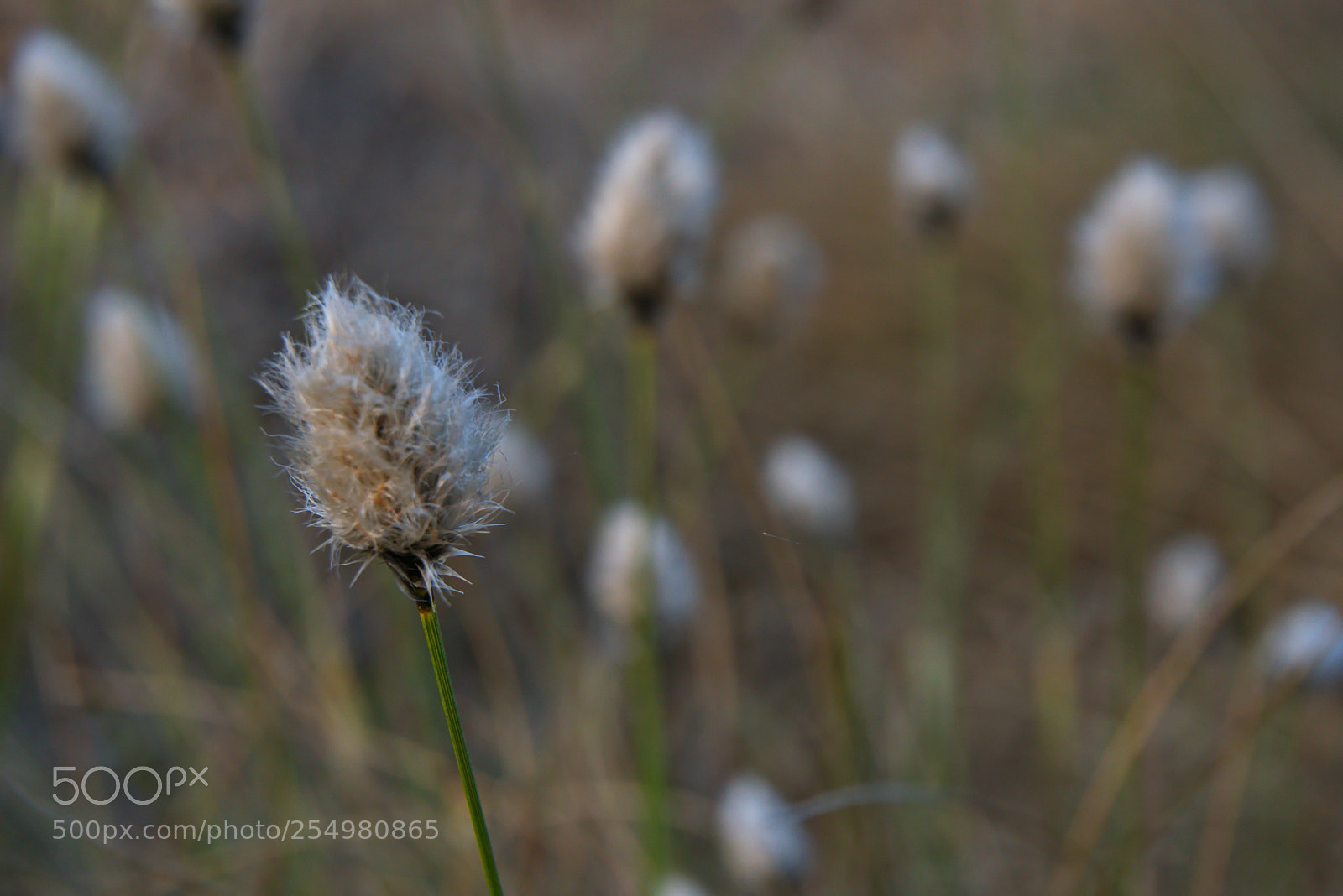Sony a6000 sample photo. Wollgras photography