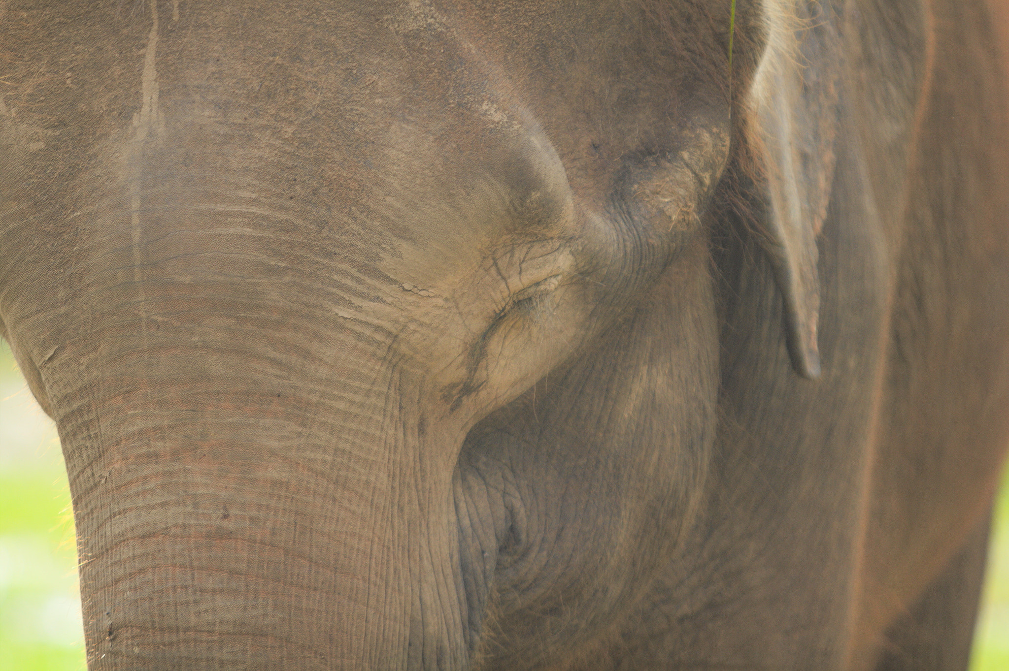 Canon EOS 550D (EOS Rebel T2i / EOS Kiss X4) + Canon EF 70-200mm F2.8L USM sample photo. Borneo pygmy elephant photography