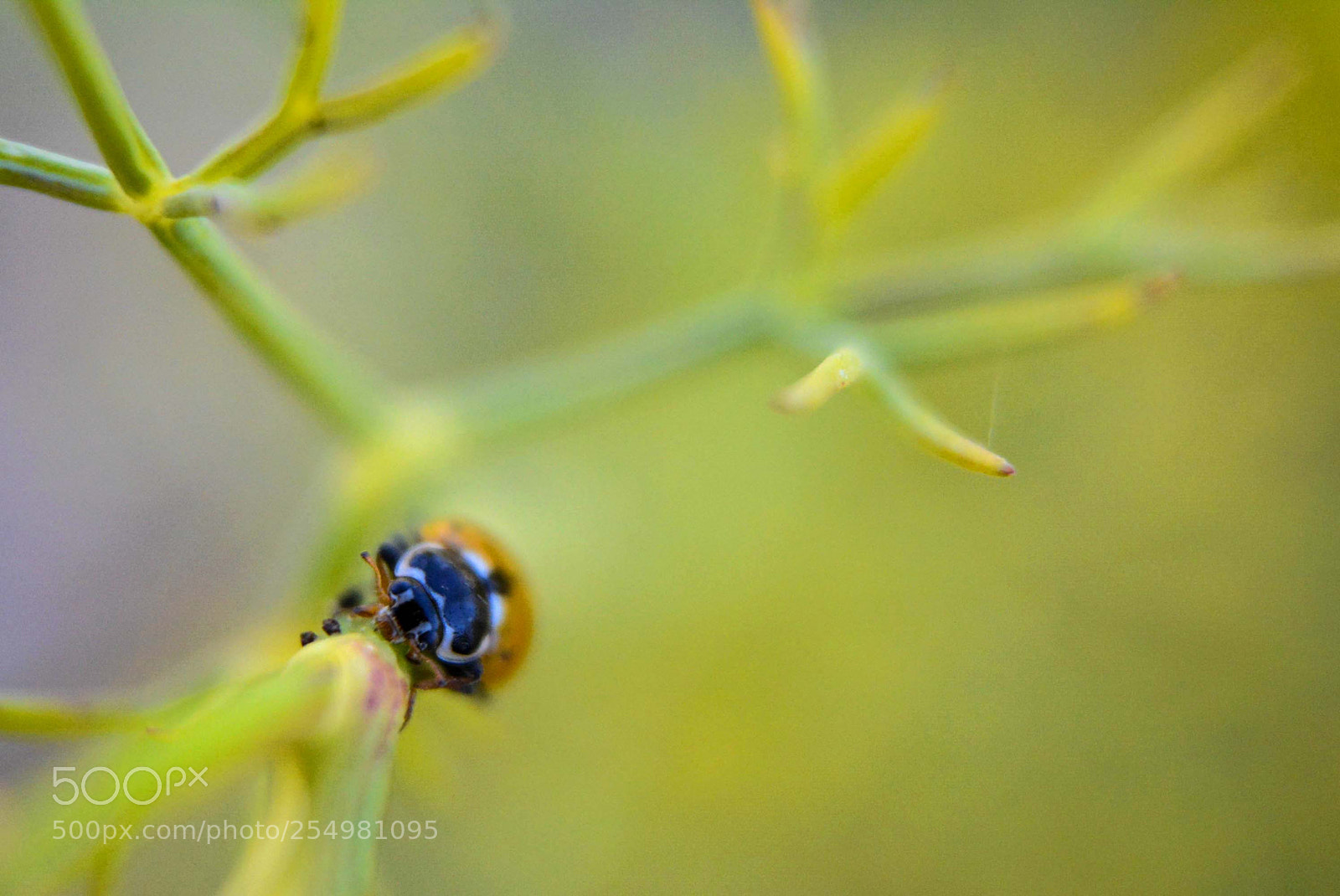 Nikon D7100 sample photo. Ladybug photography