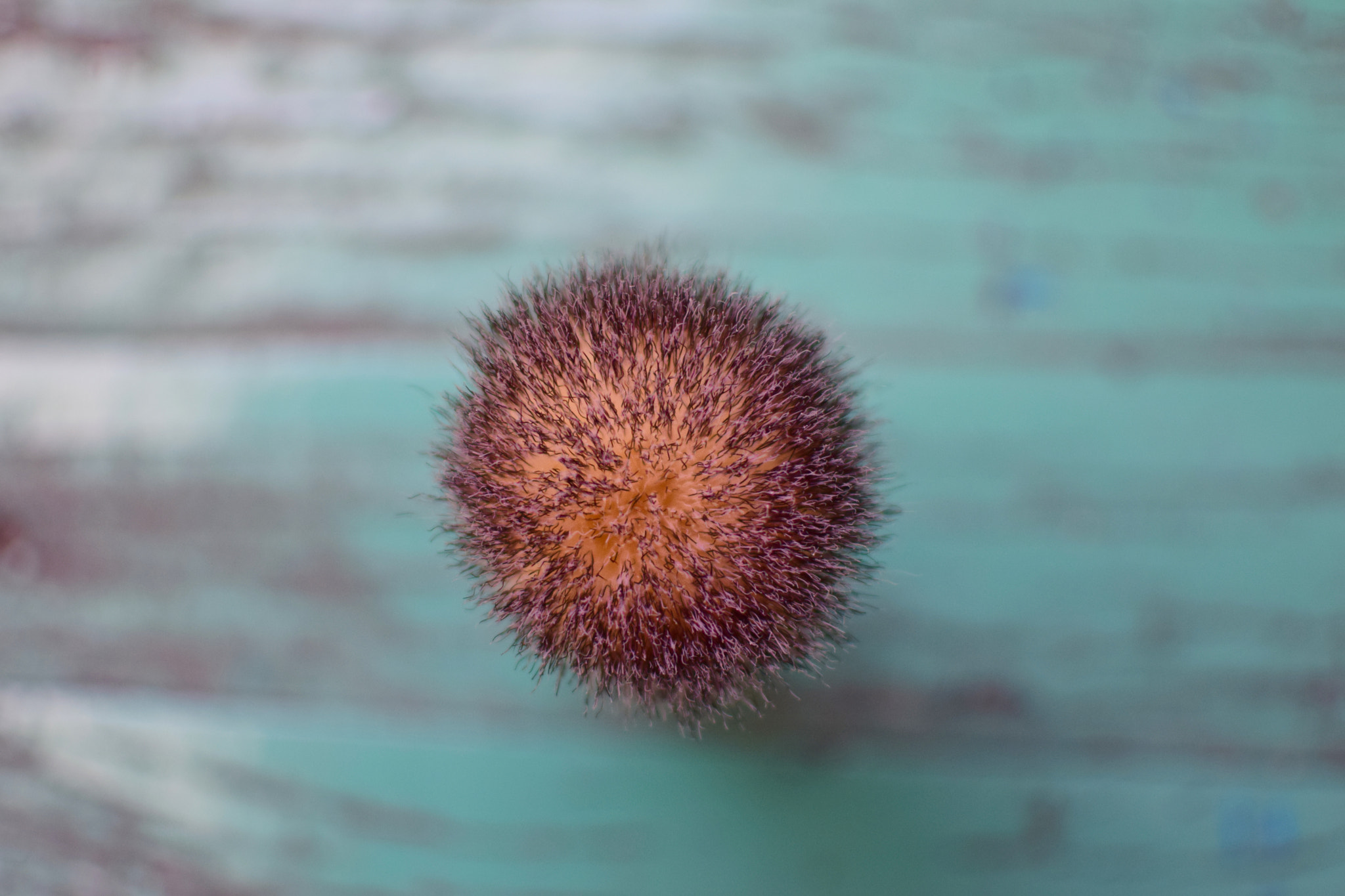 Nikon D5300 + Nikon AF-S DX Nikkor 35mm F1.8G sample photo. Aerial view of my shaving brush photography