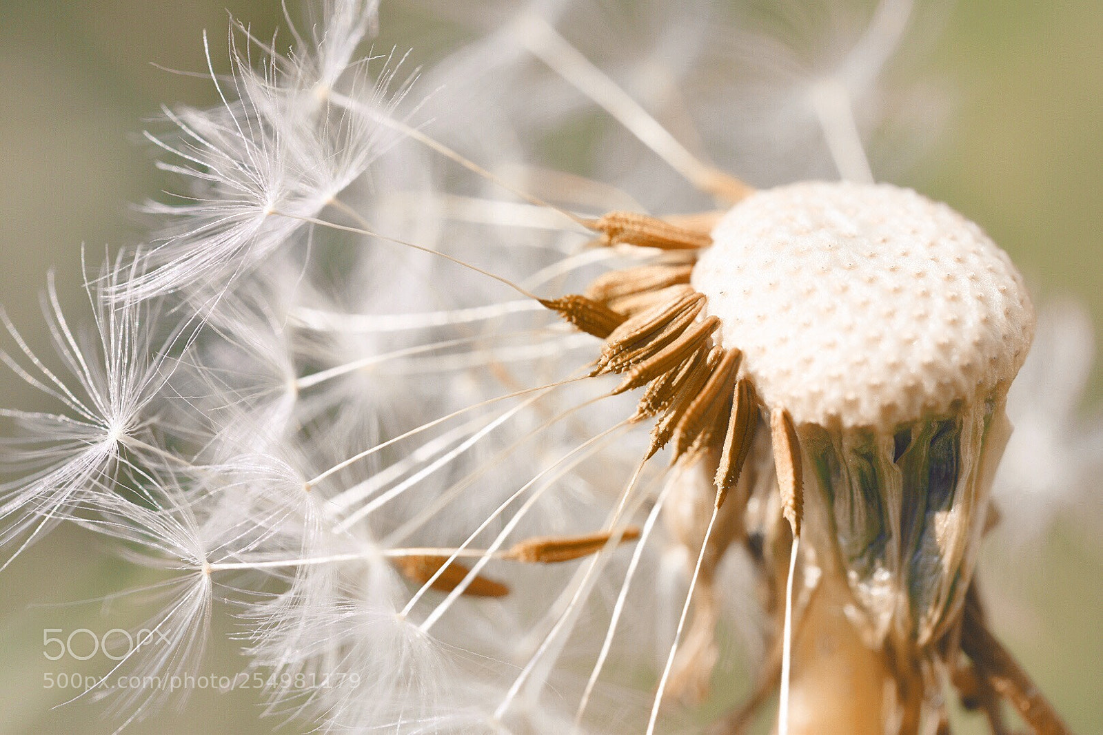 Nikon D5600 sample photo. Softness of nature photography