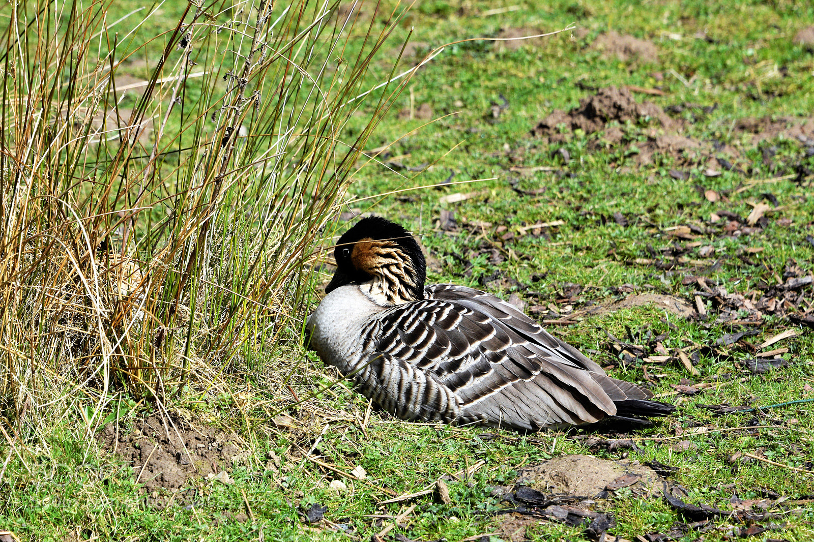 Nikon D7100 sample photo. Hawaiian goose photography