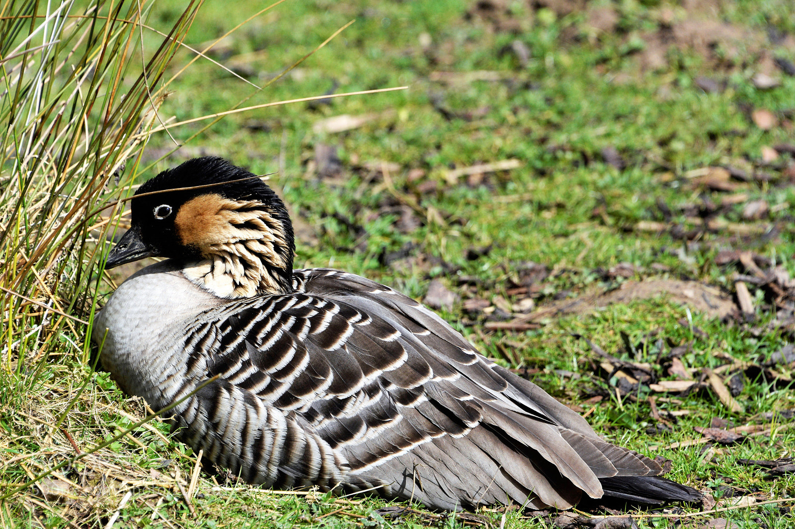 Nikon D7100 sample photo. Hawaiian goose photography