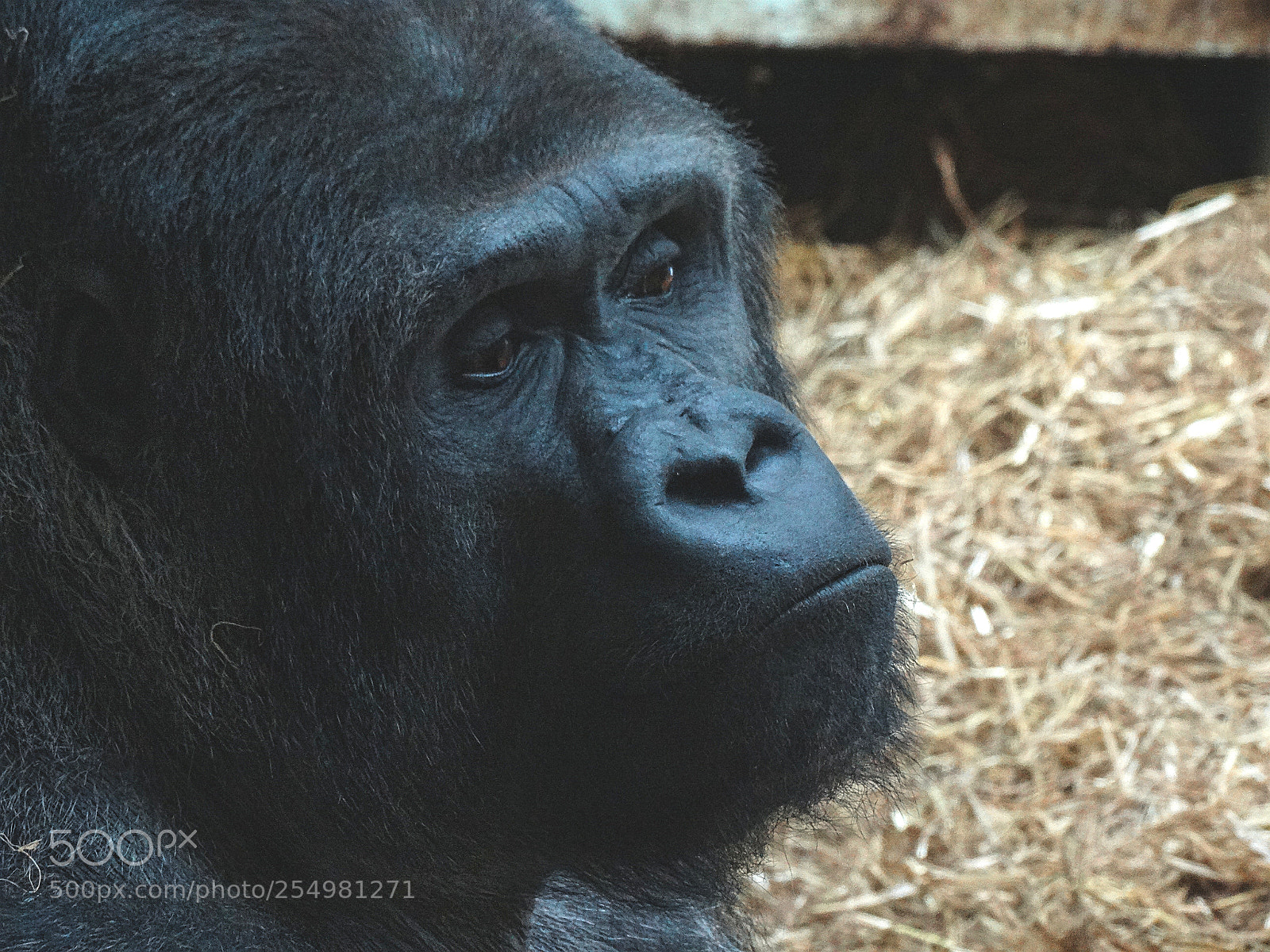Sony Cyber-shot DSC-HX300 sample photo. Zoo photography