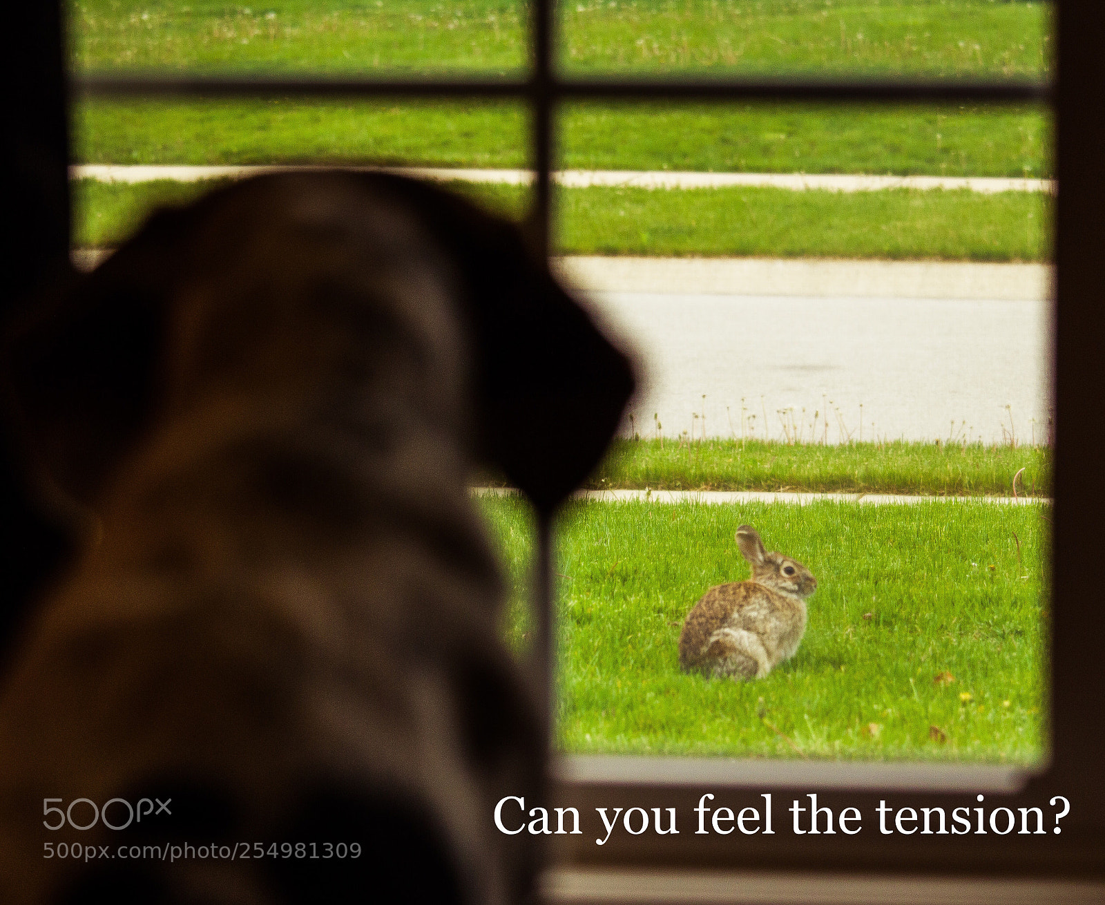 Canon EOS 750D (EOS Rebel T6i / EOS Kiss X8i) sample photo. Tension photography