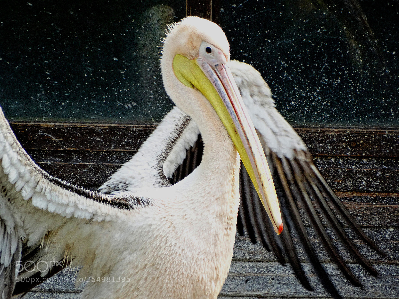 Sony Cyber-shot DSC-HX300 sample photo. Zoo photography