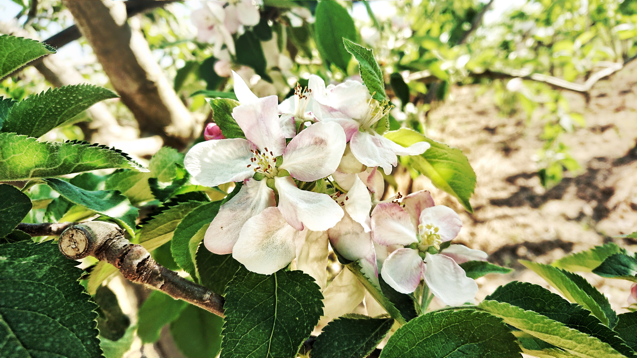 Sony Xperia XZ1 Compact sample photo. Little flower photography