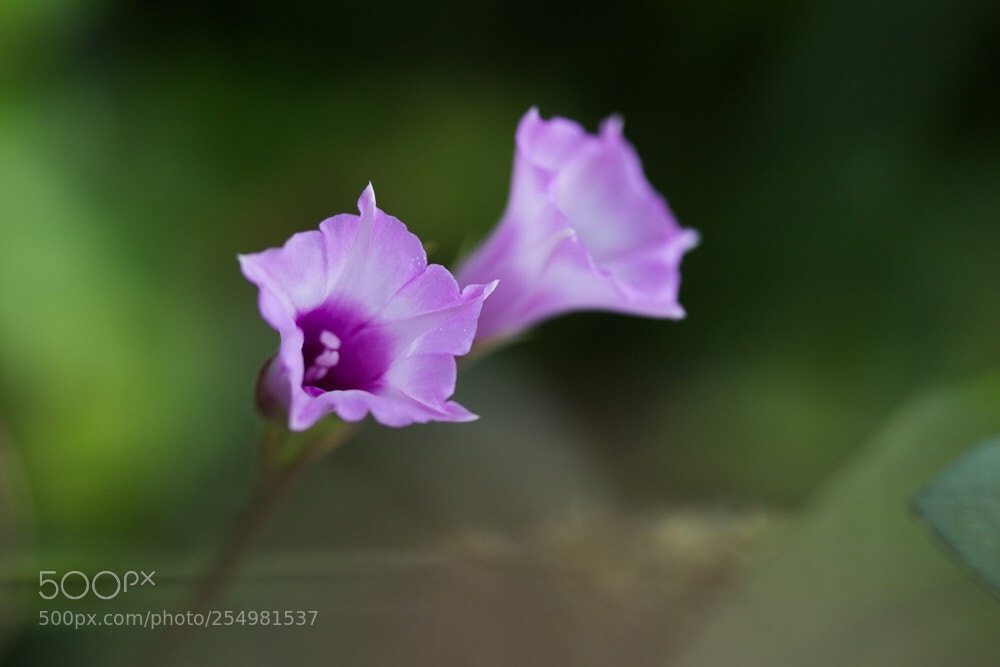 Canon EOS 600D (Rebel EOS T3i / EOS Kiss X5) sample photo. Flower photography