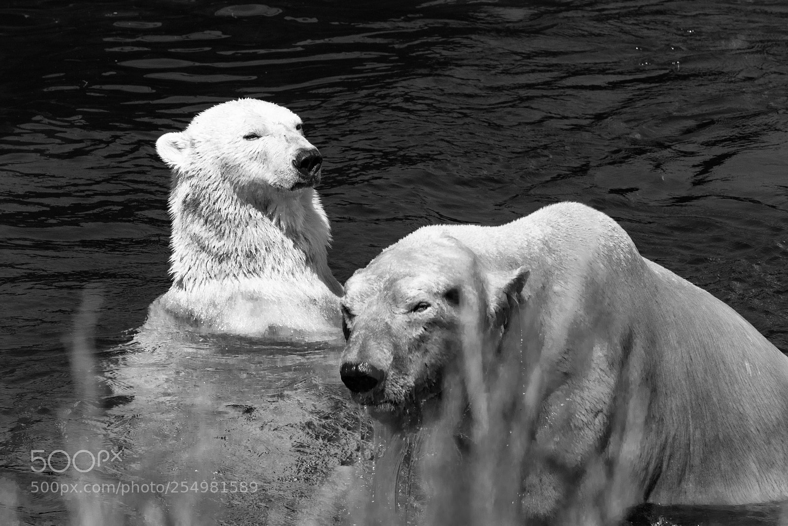 Canon EOS 5D Mark IV sample photo. Polar bears in the photography