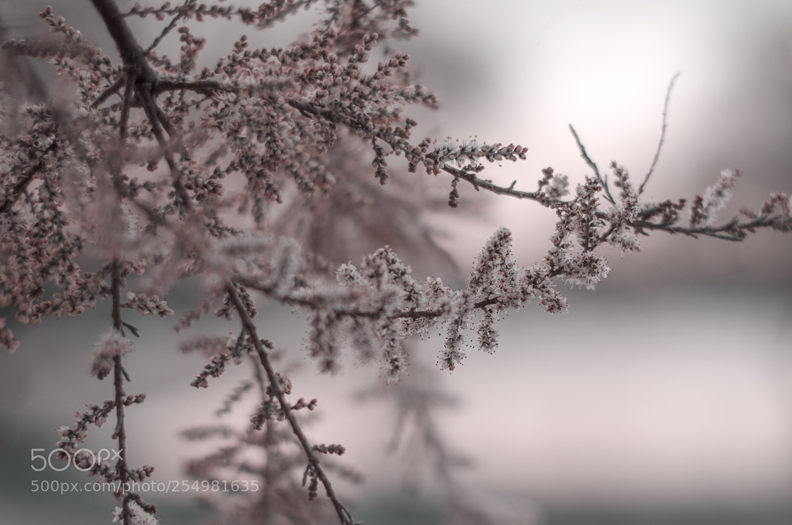Nikon D5100 sample photo. ... photography