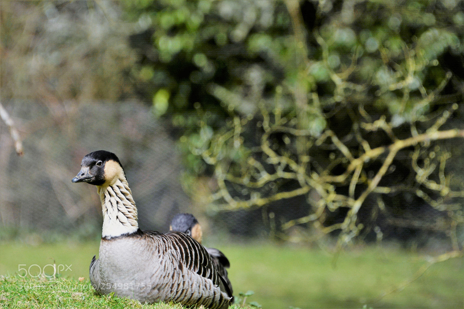Nikon D7100 sample photo. Hawaiian goose photography