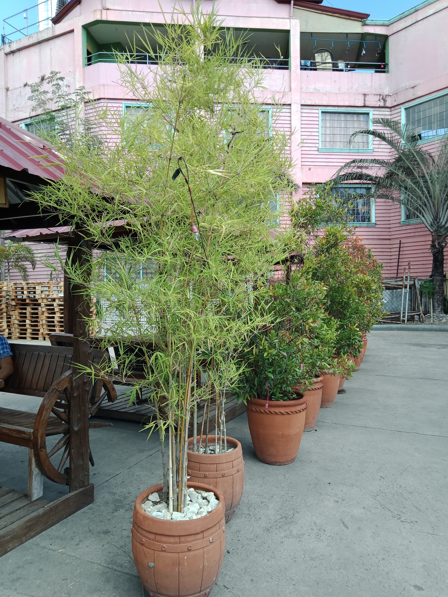 OPPO CPH1729 sample photo. Chinese bamboo photography