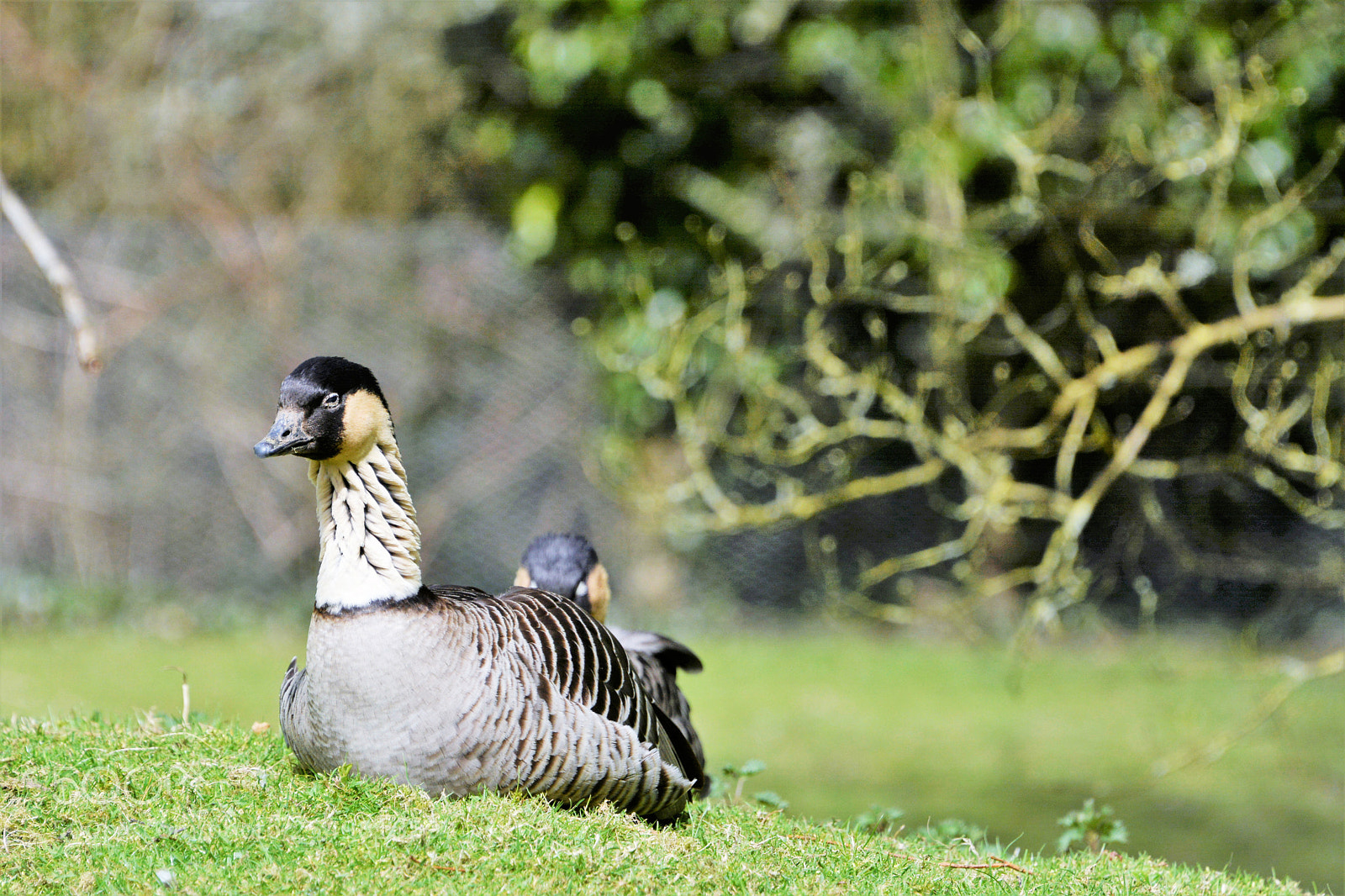 Nikon D7100 sample photo. Hawaiian goose photography