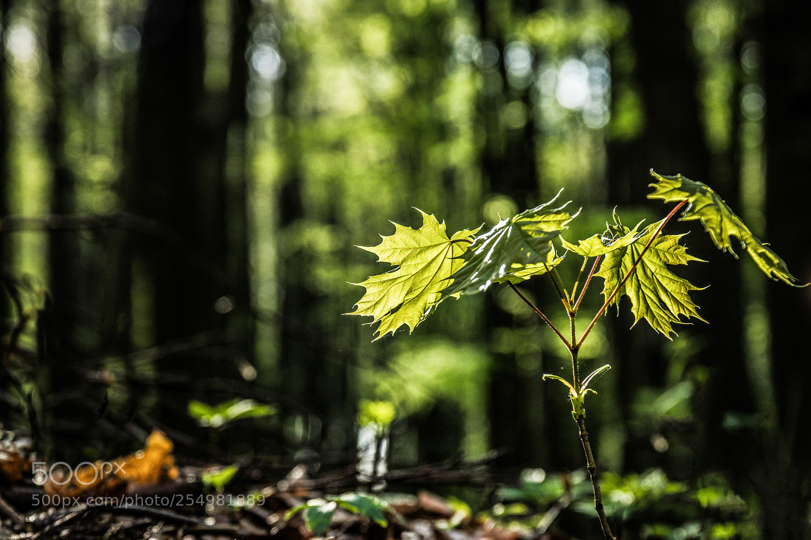 Canon EOS 80D sample photo. Sapling photography