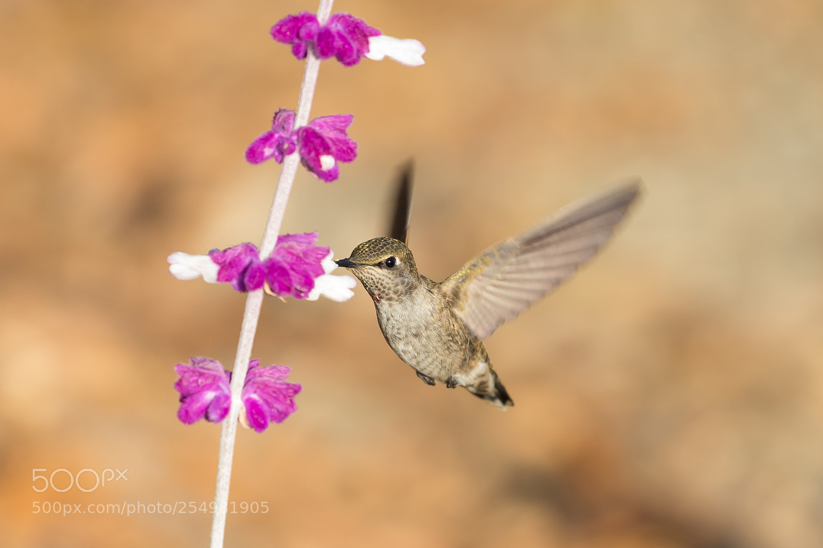 Canon EOS-1D X sample photo. Female anna's hummingbird photography