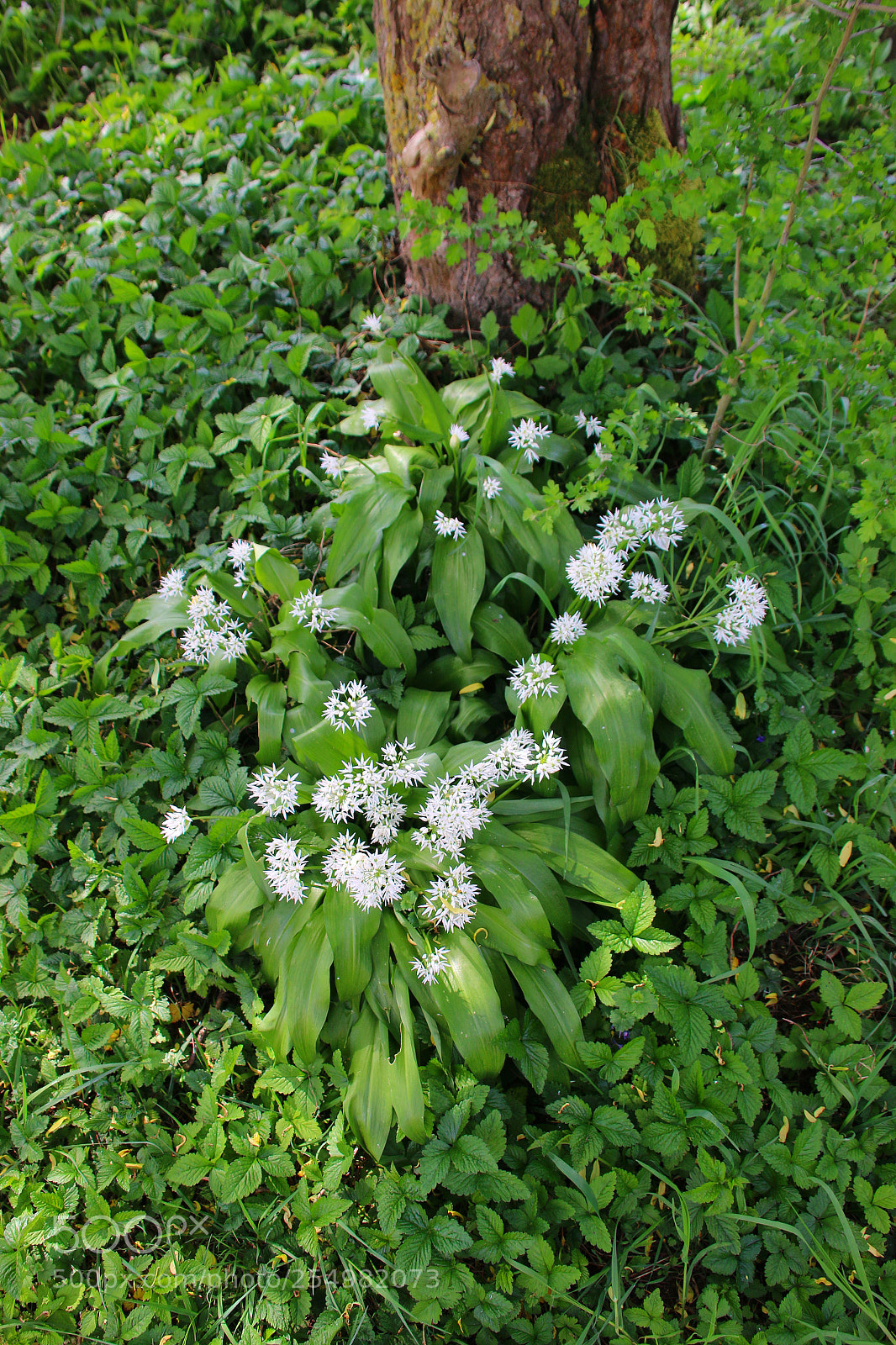 Canon EF 75-300mm F4.0-5.6 IS USM sample photo. Allium ursinum photography
