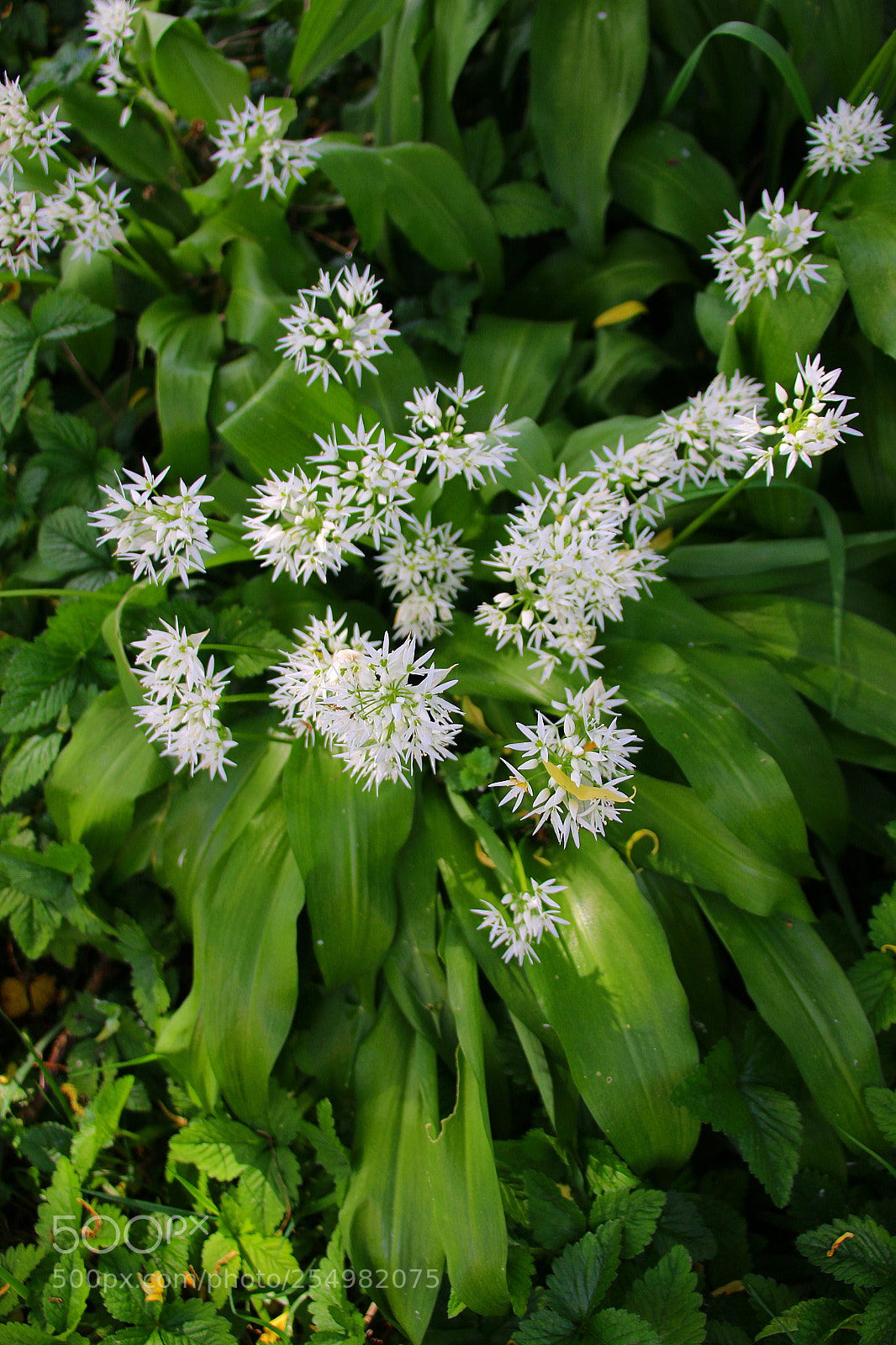 Canon EF 75-300mm F4.0-5.6 IS USM sample photo. Allium ursinum photography