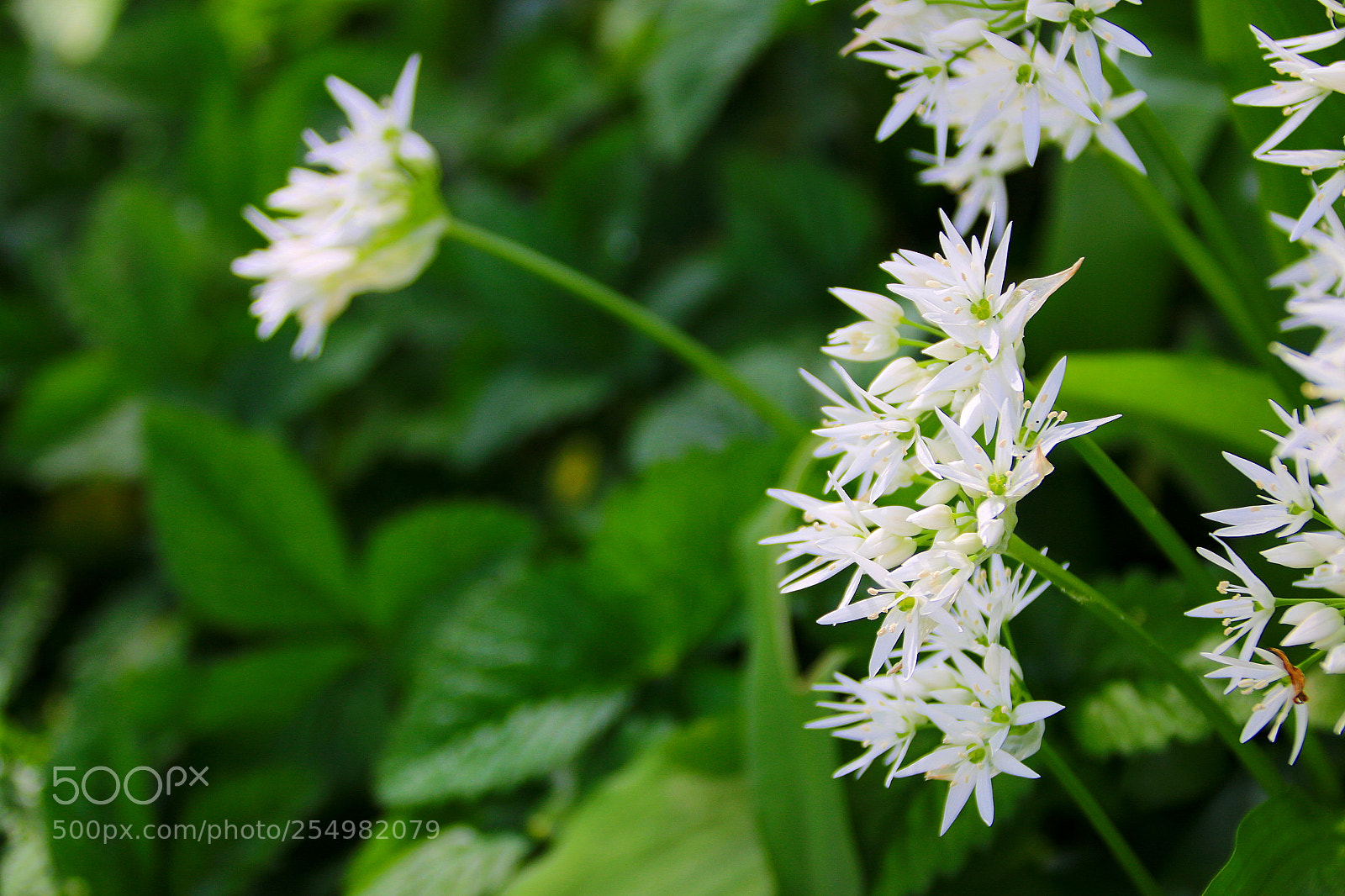 Canon EF 75-300mm F4.0-5.6 IS USM sample photo. Allium ursinum photography