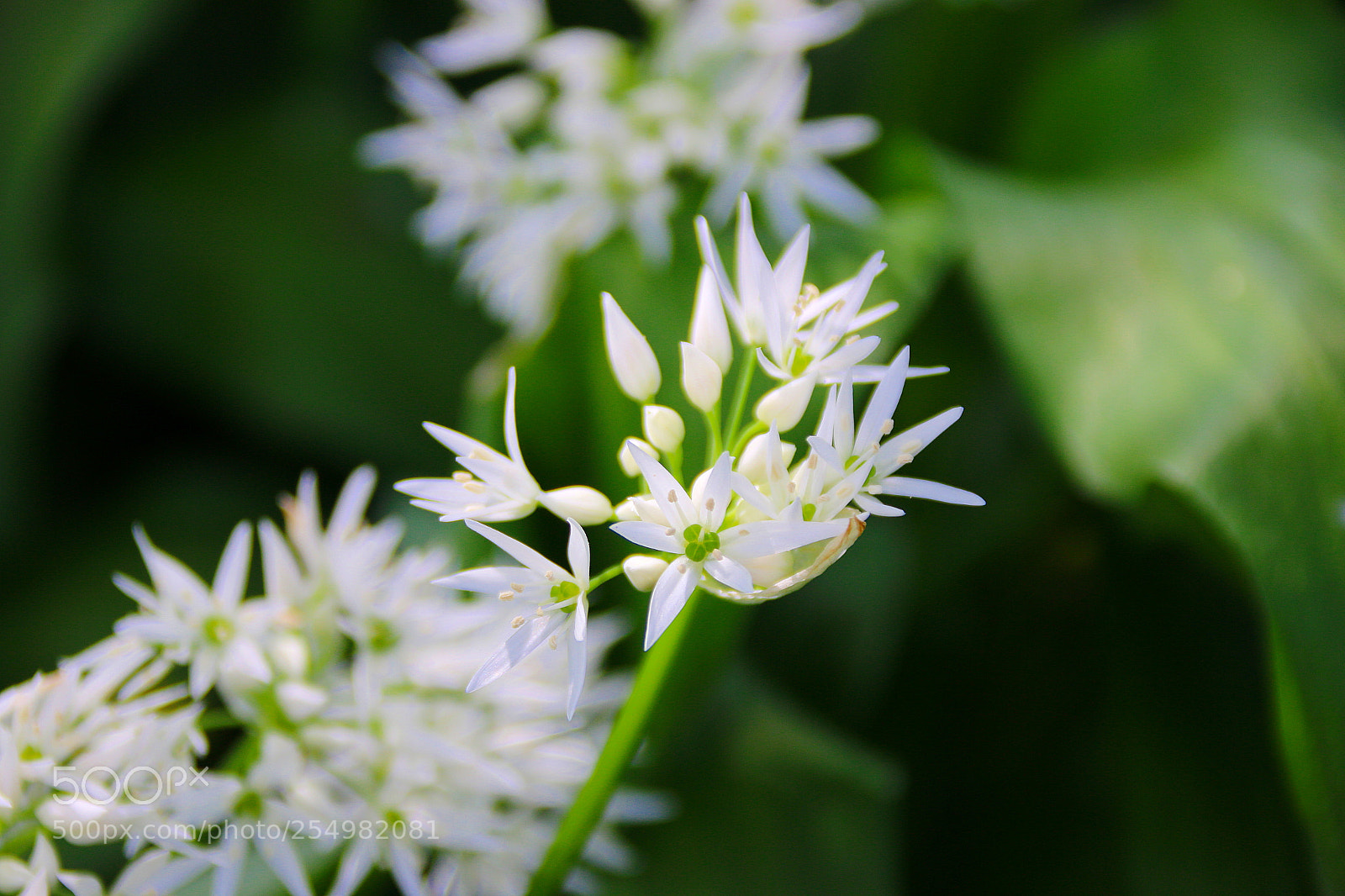 Canon EF 75-300mm F4.0-5.6 IS USM sample photo. Allium ursinum photography
